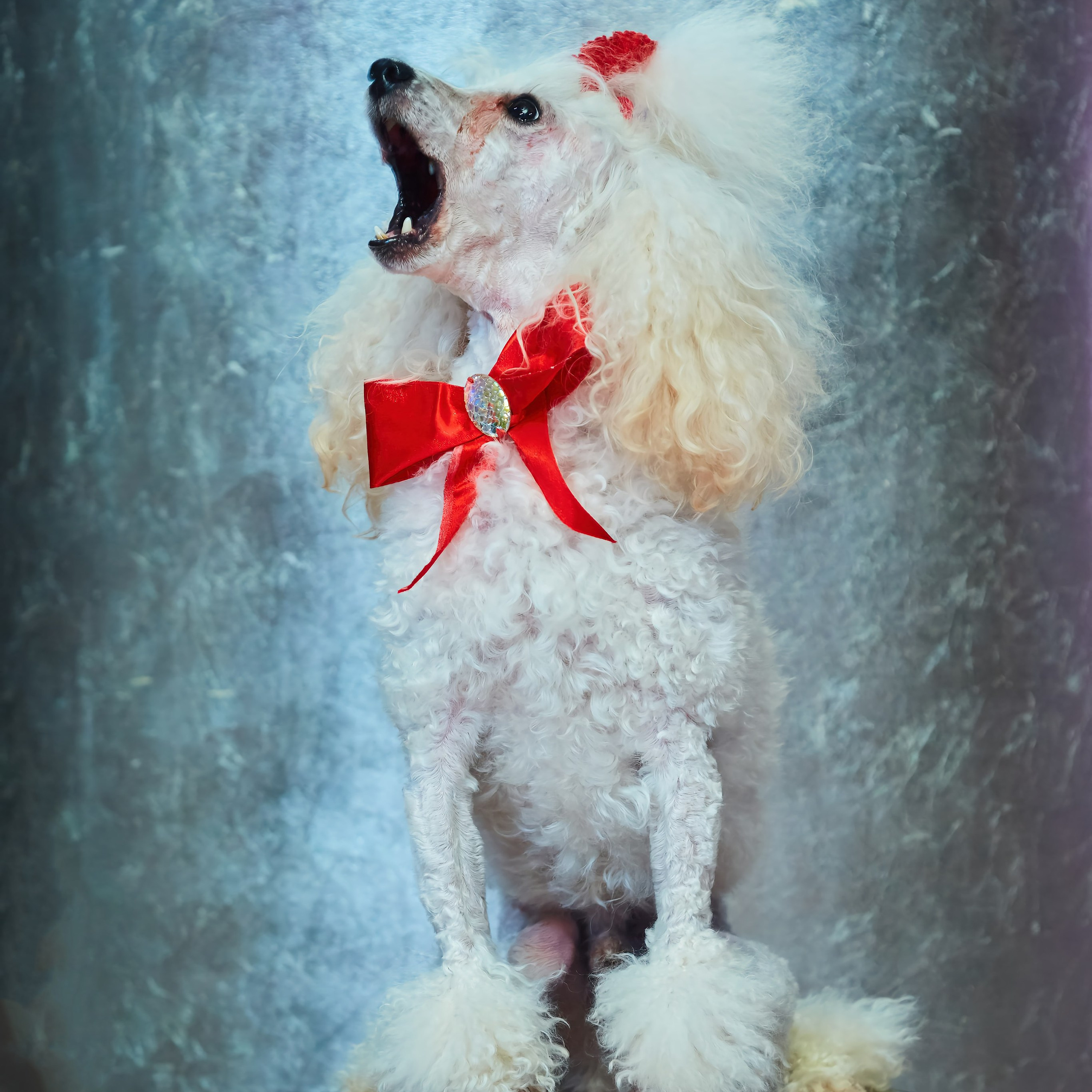 Съёмка животных. Фотохудожник Наталия Кирсанова