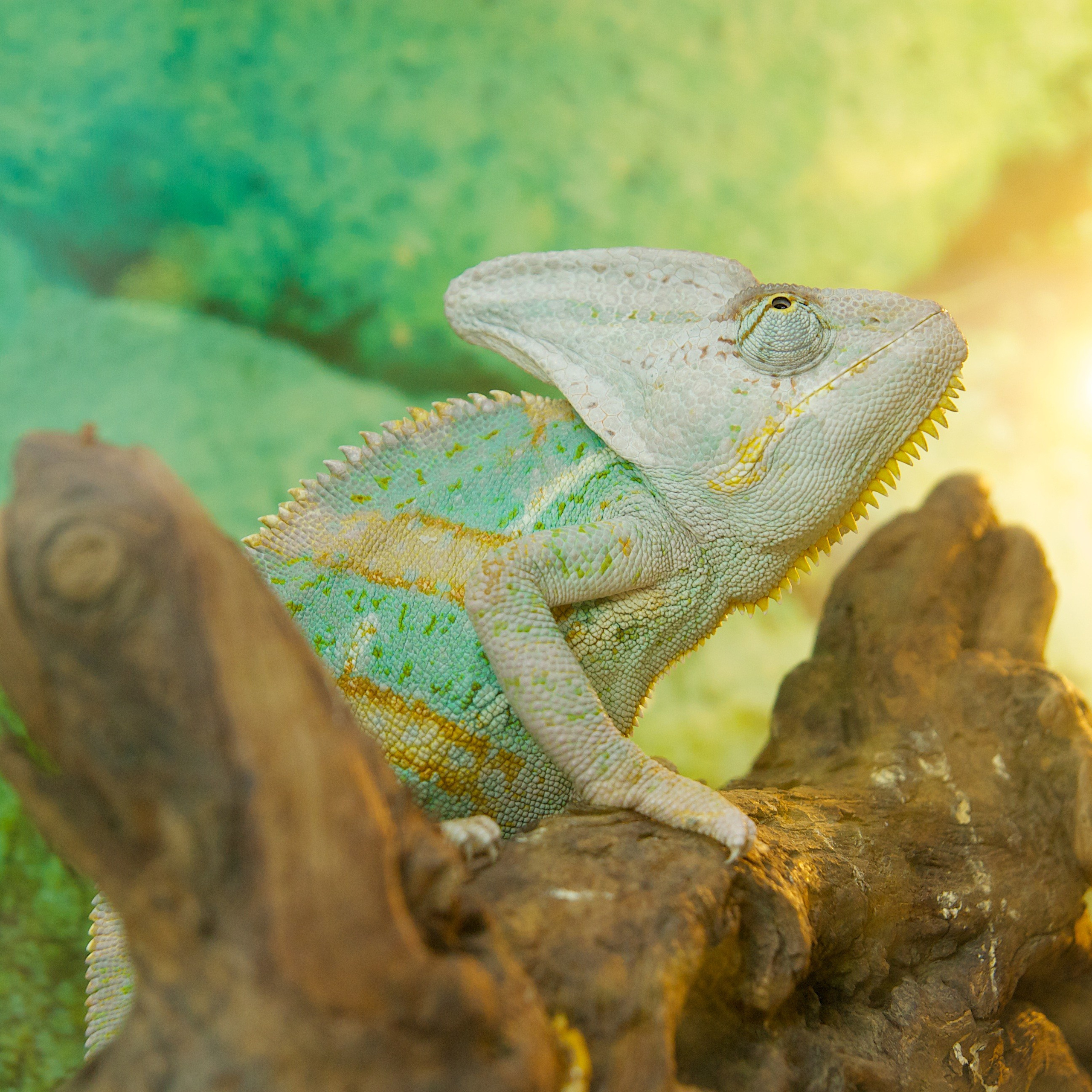 Съёмка животных. Фотохудожник Наталия Кирсанова