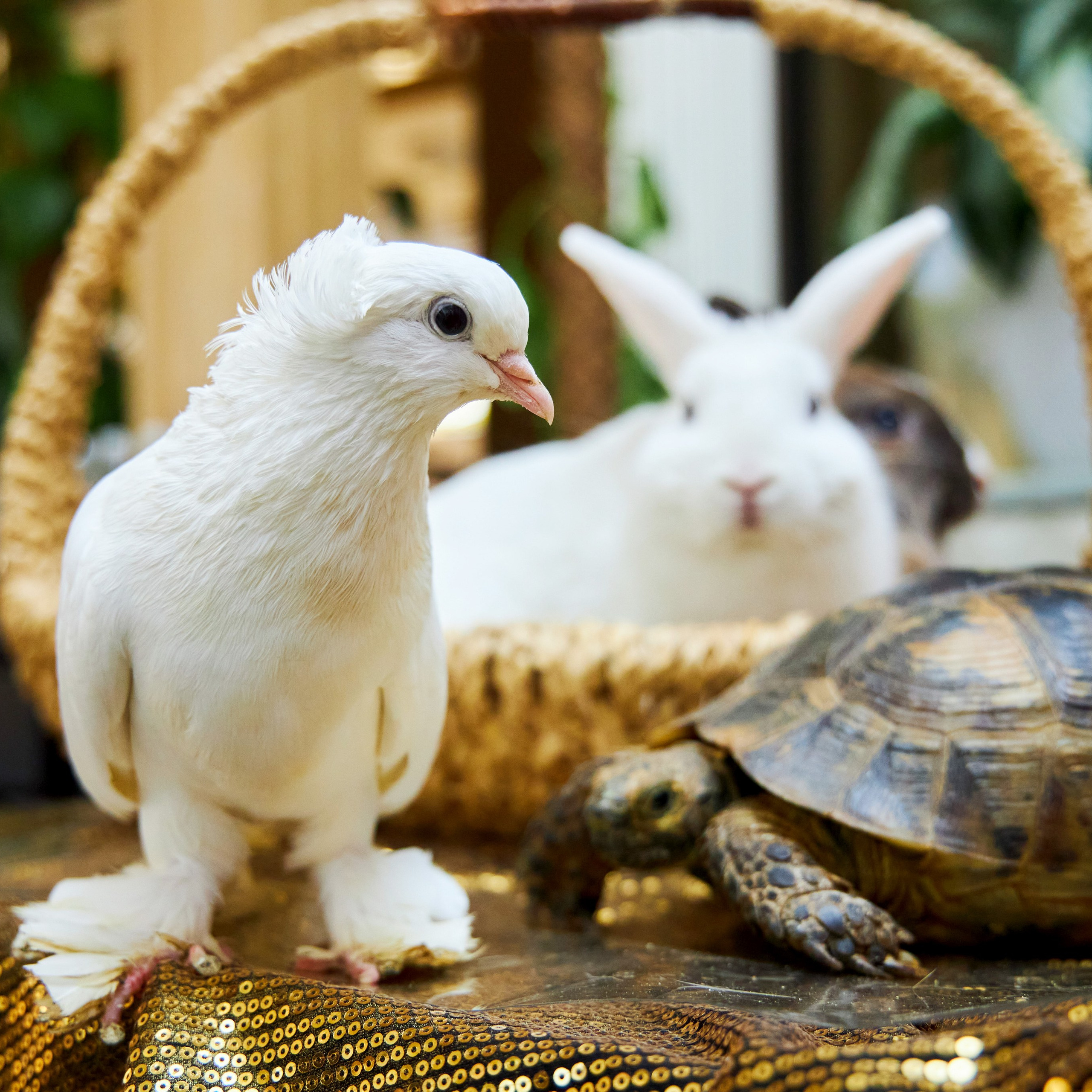 Съёмка животных. Фотохудожник Наталия Кирсанова