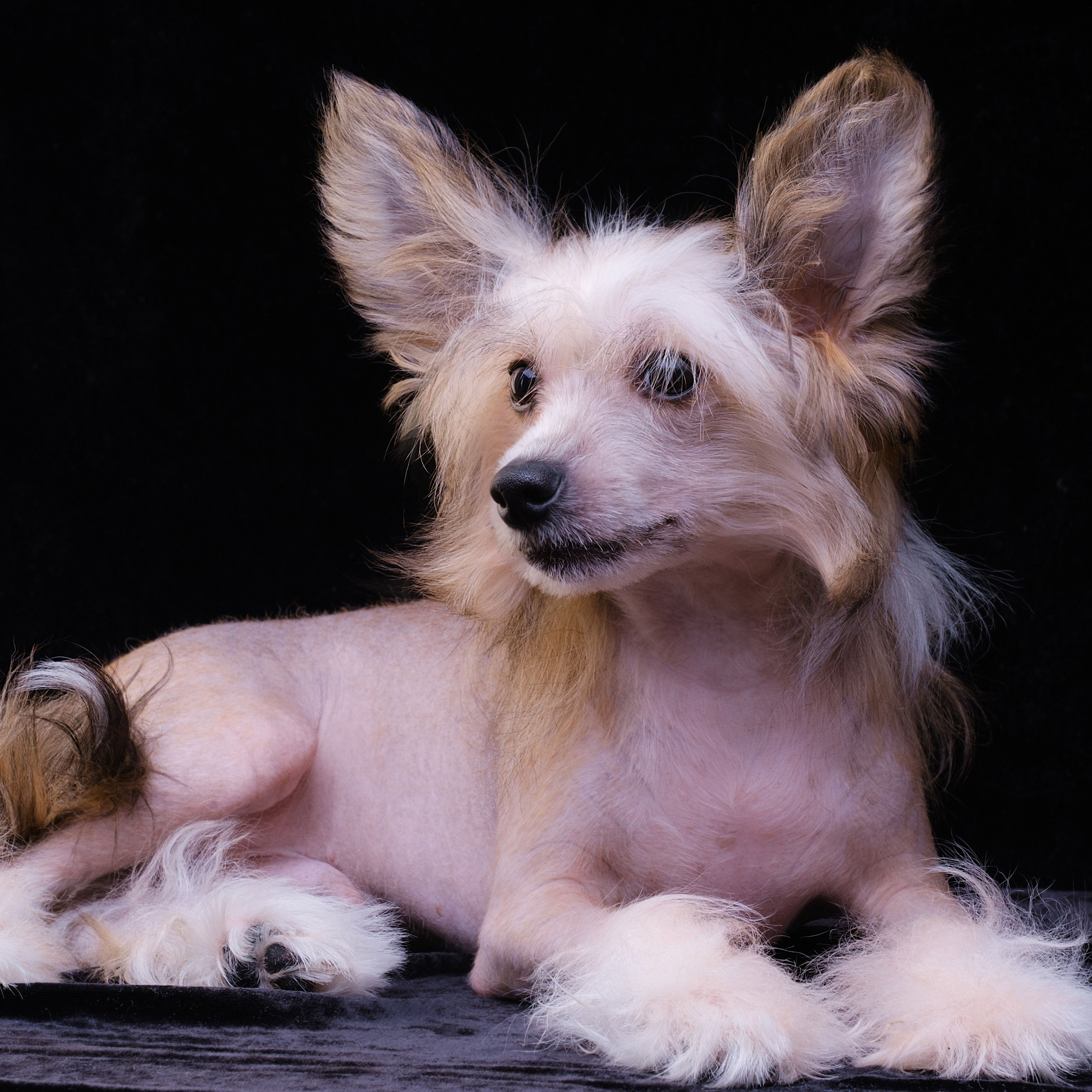 Poale Ell Chester