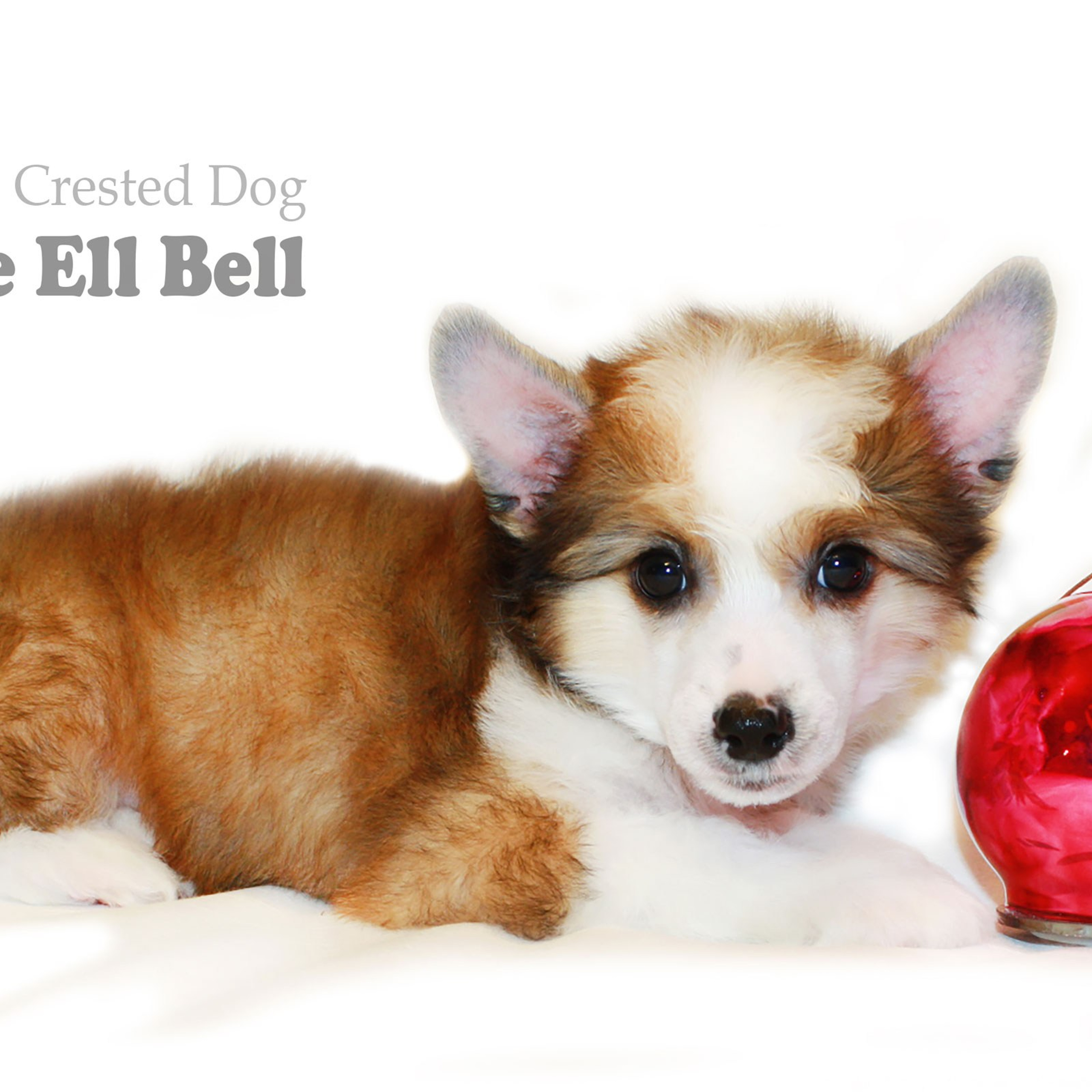 Poale Ell Bell