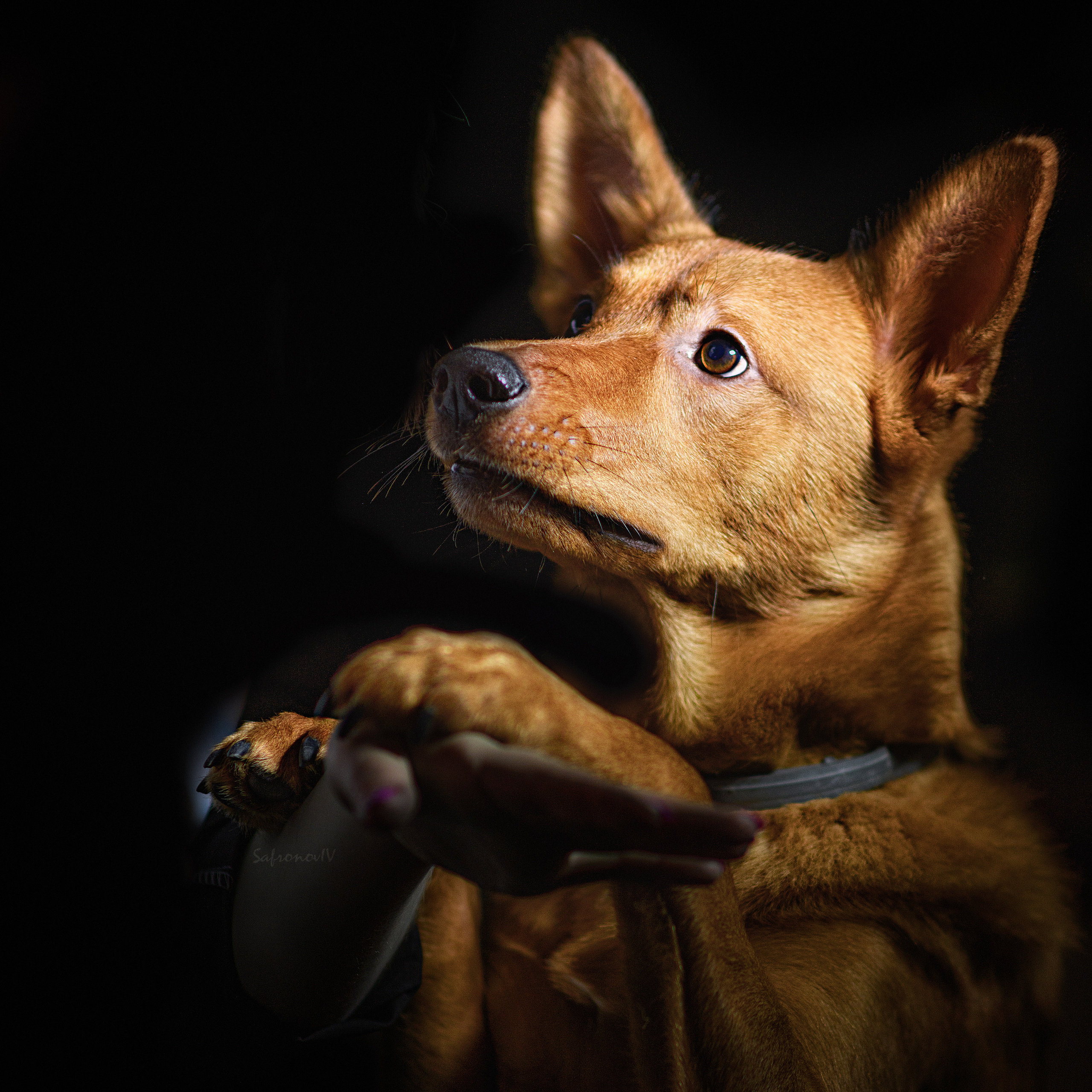 Фотосъемка животных