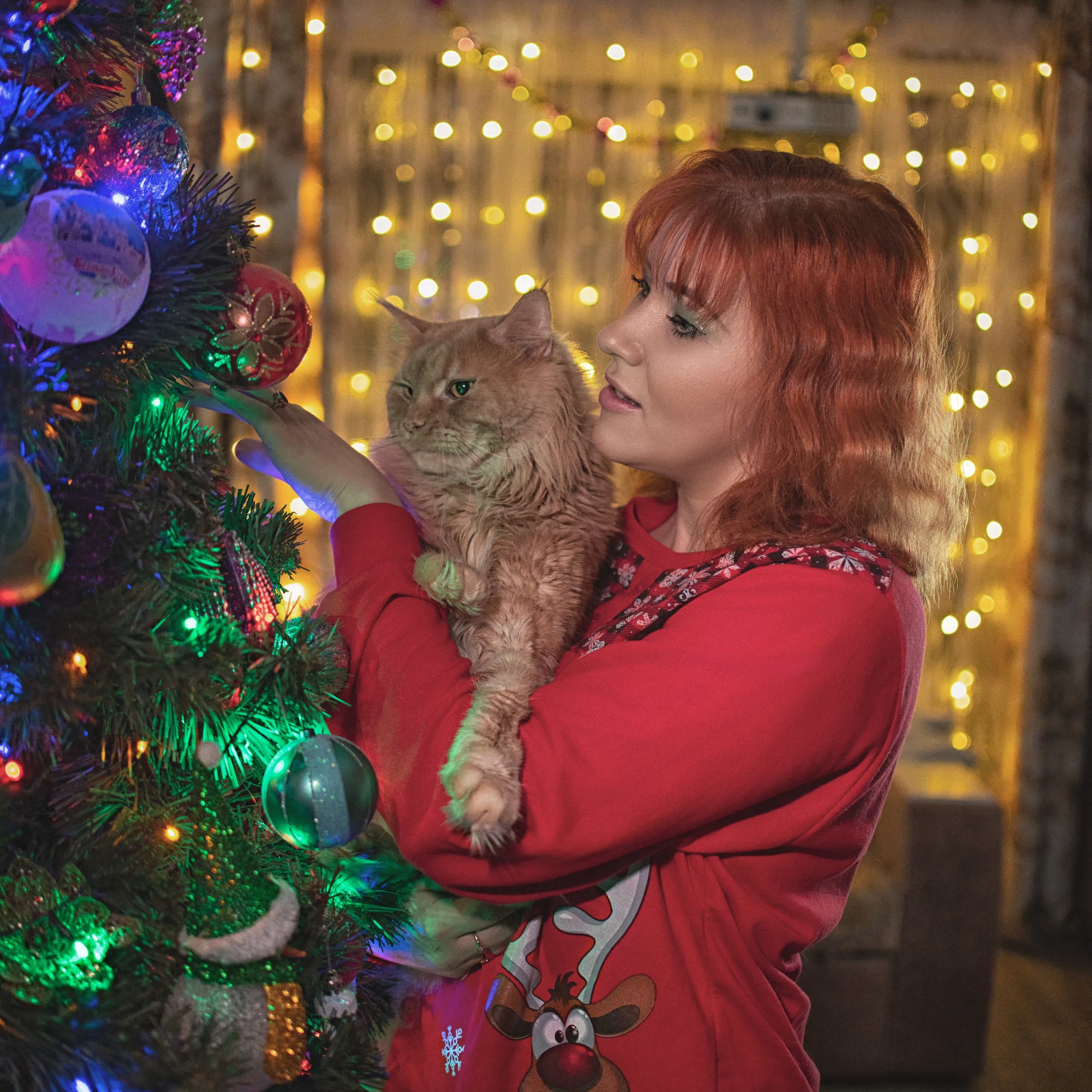 Девушка держит кота мейнкуна возле новогодней елки