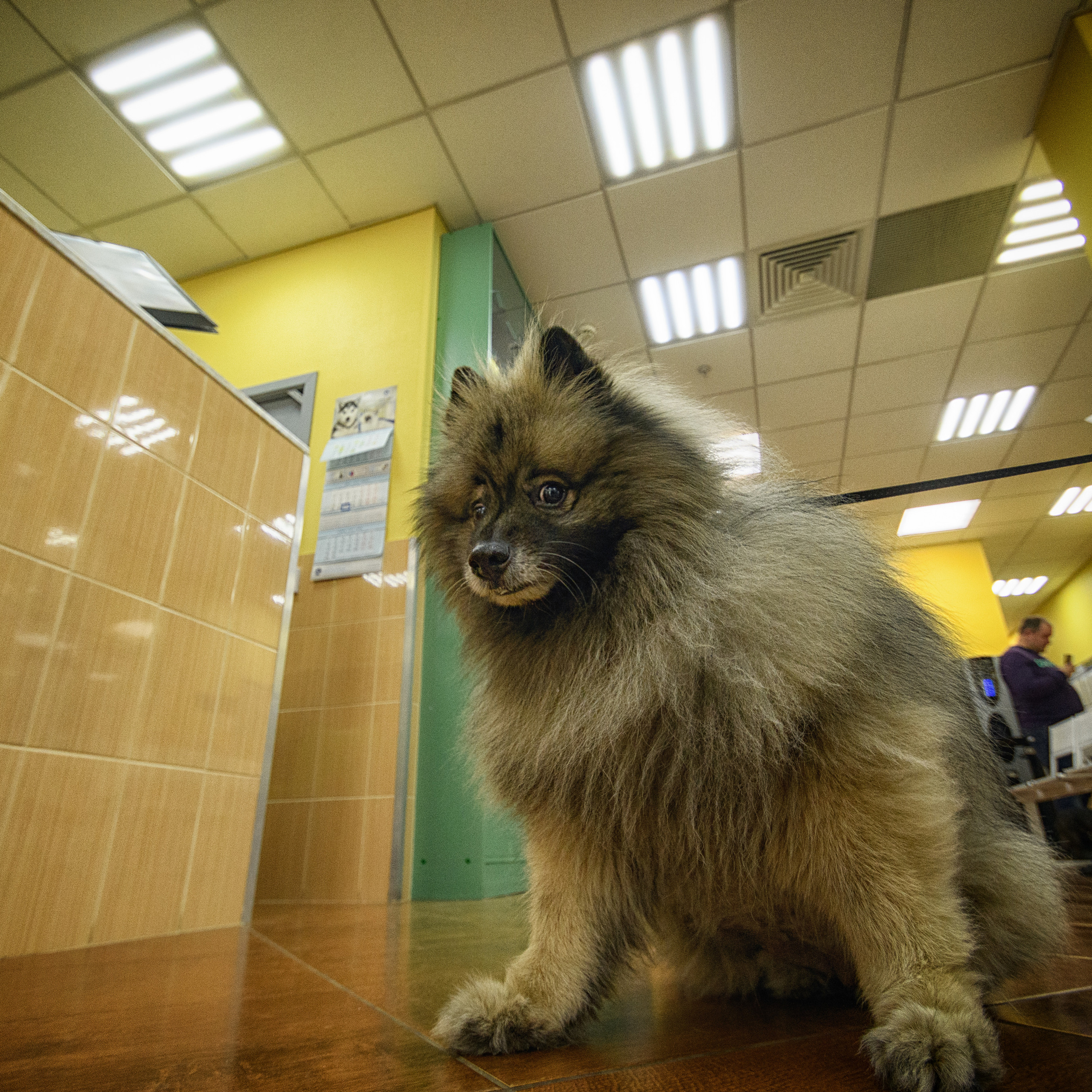 Фотосессия собак