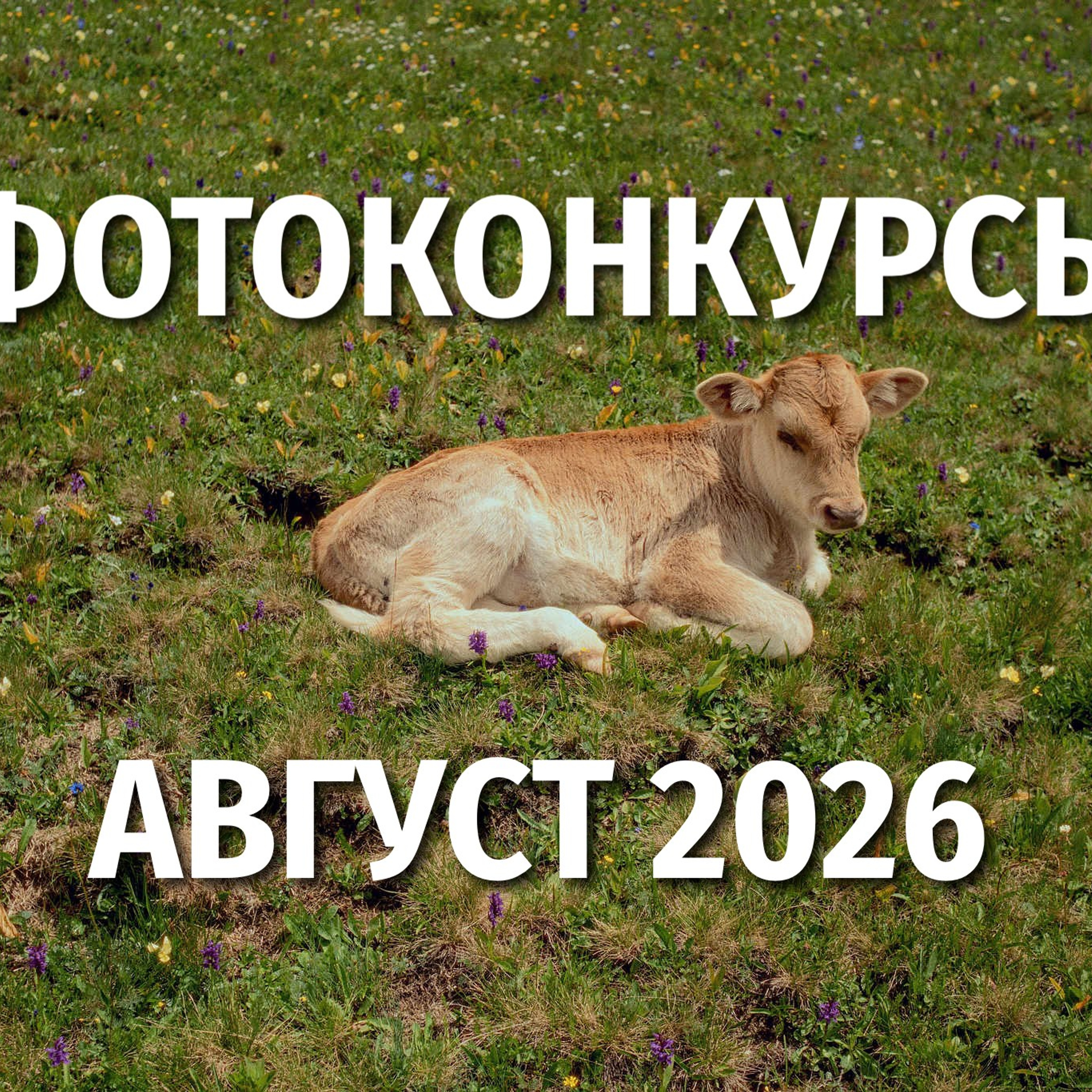 Лучшие фотографии июля 2026. Репортажный фотограф в Сочи — Михаил Мордасов