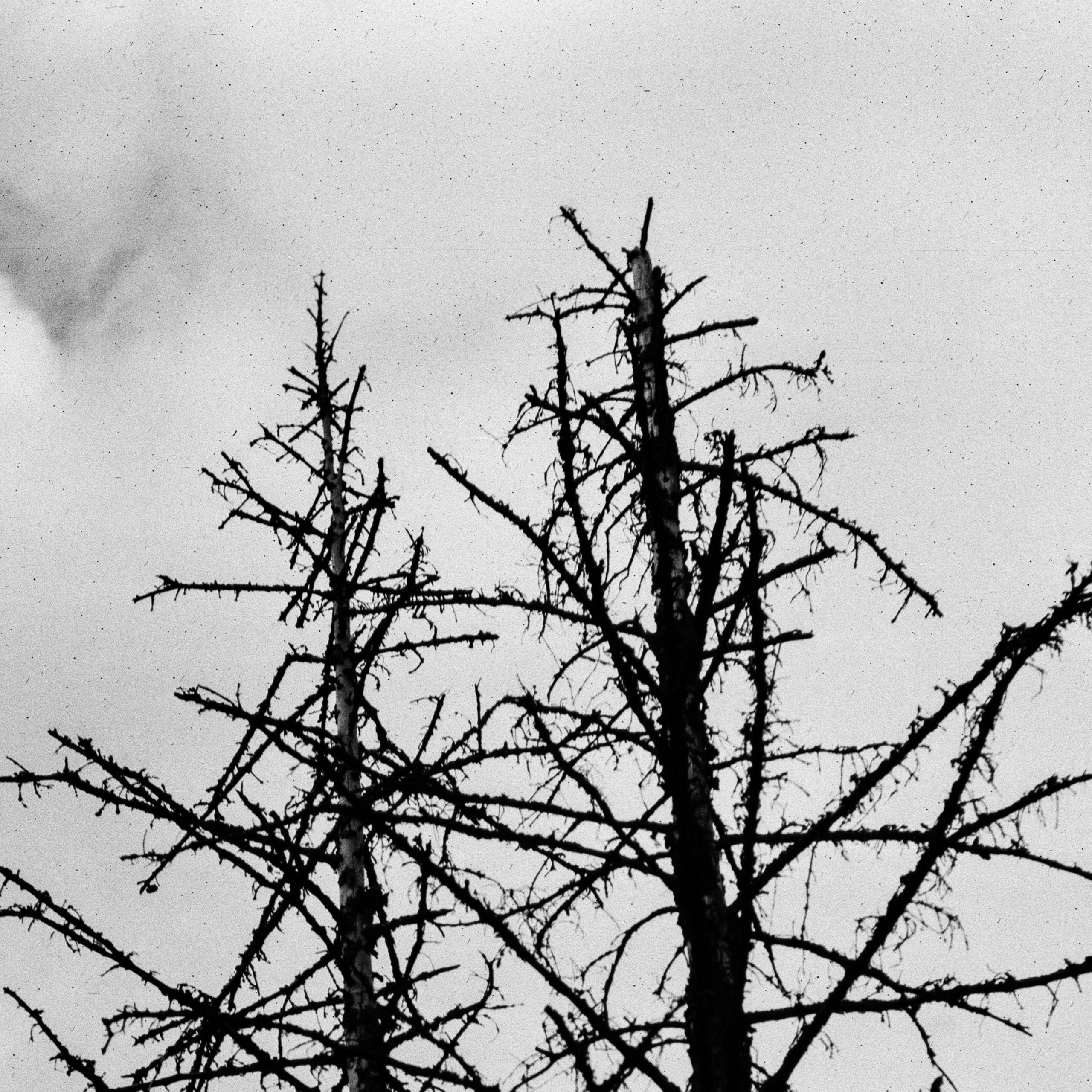 Rodenstock-Trinar 105mm f3.5