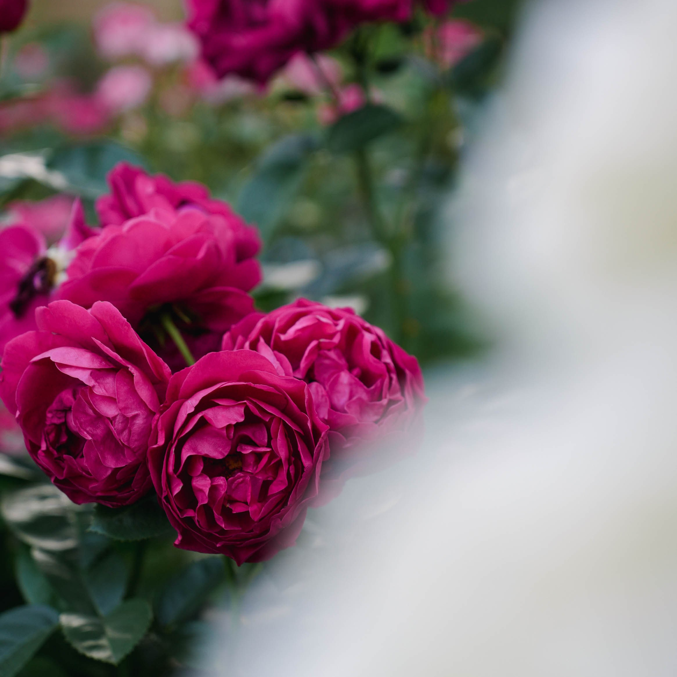 Цветочная фотосессия. Спортивный и репортажный фотограф в Иваново Сергей Силкин