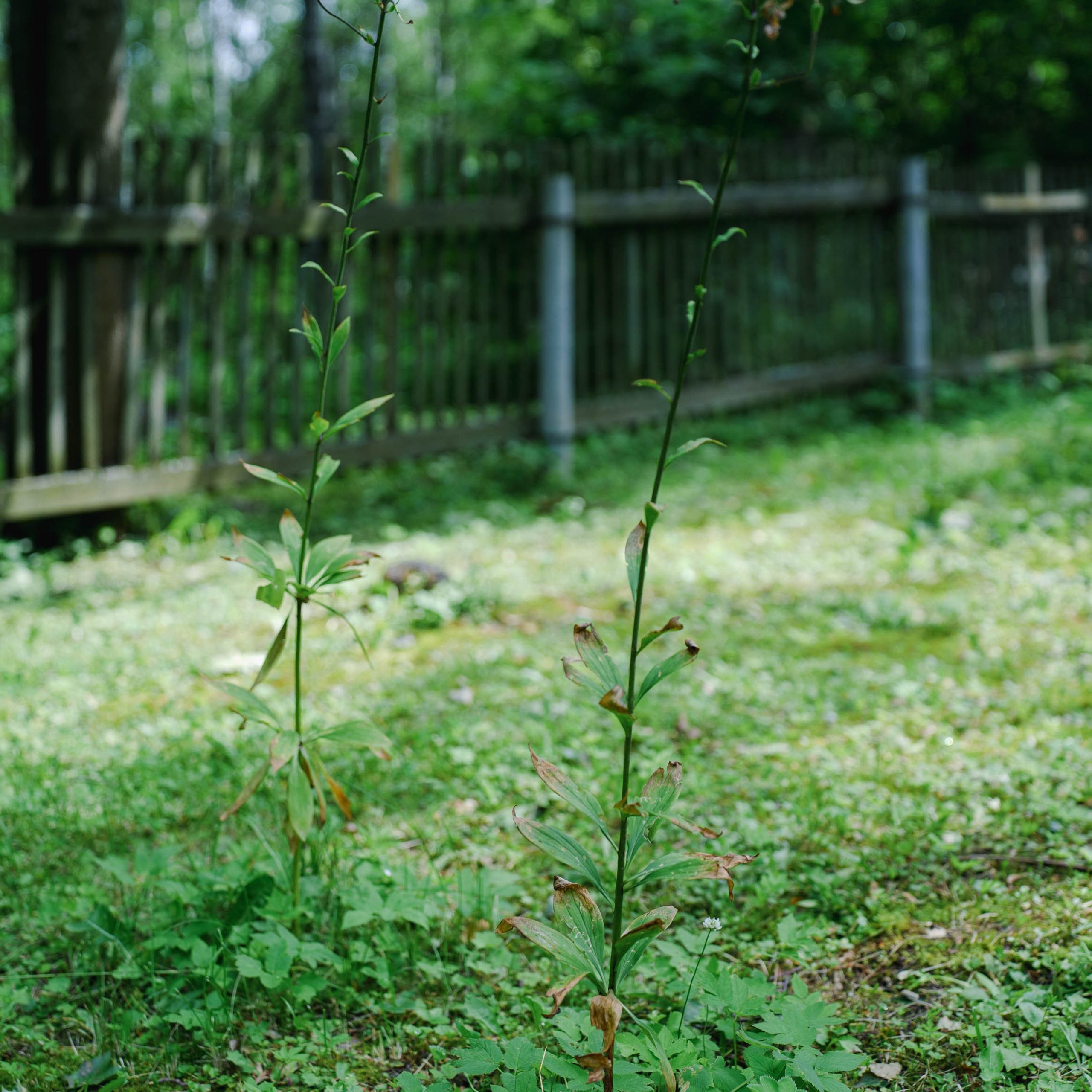 КРОКЕТ, ПОДПОЛЬНАЯ ТИПОГРАФИЯ И ПЕРВАЯ ДЕРЕВЕНСКАЯ ЭЛЕКТРОСТАНЦИЯ. ИСТОРИЯ УСАДЬБЫ ГАНШИНА. Спортивный и репортажный фотограф в Иваново Сергей Силкин