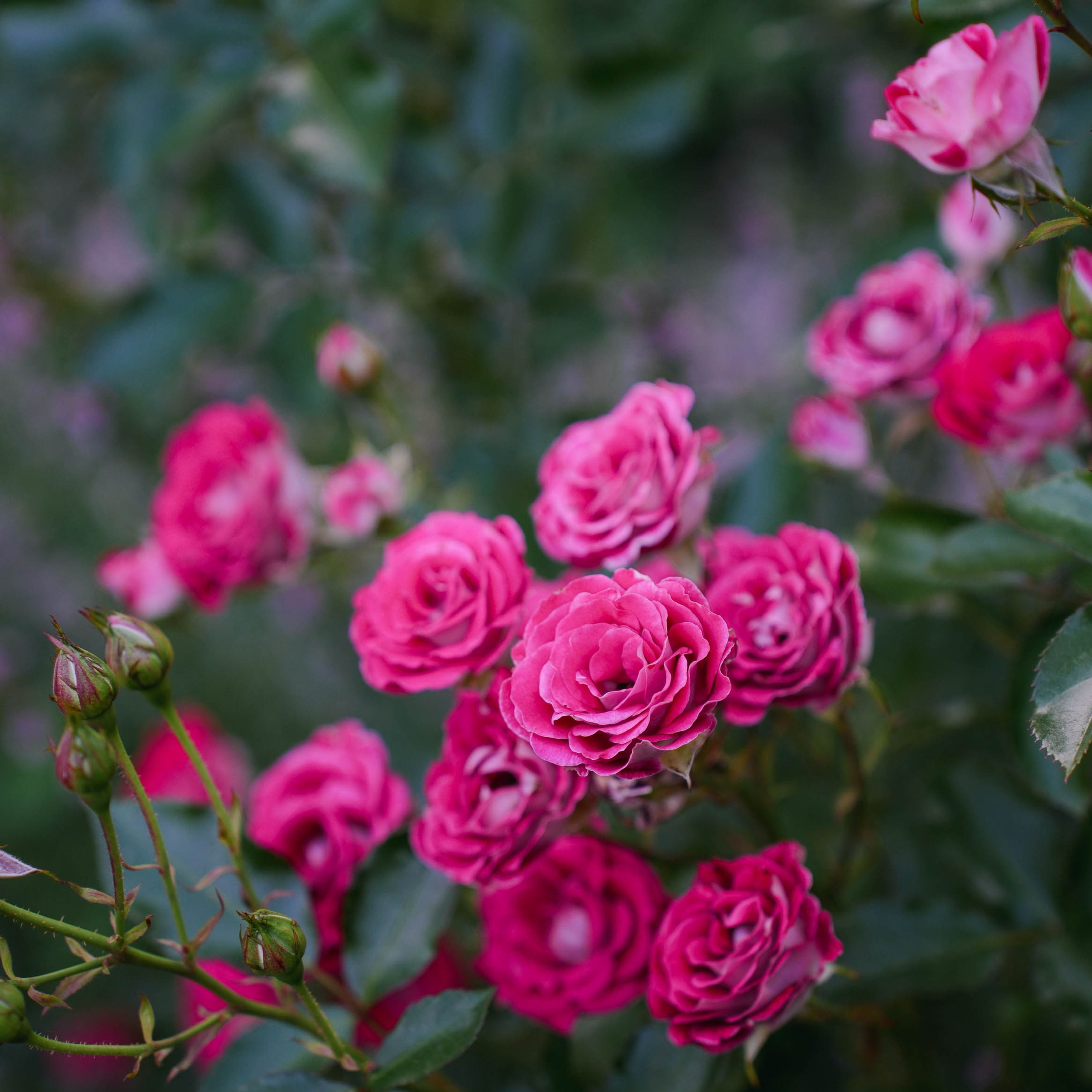 Цветочная фотосессия. Спортивный и репортажный фотограф в Иваново Сергей Силкин