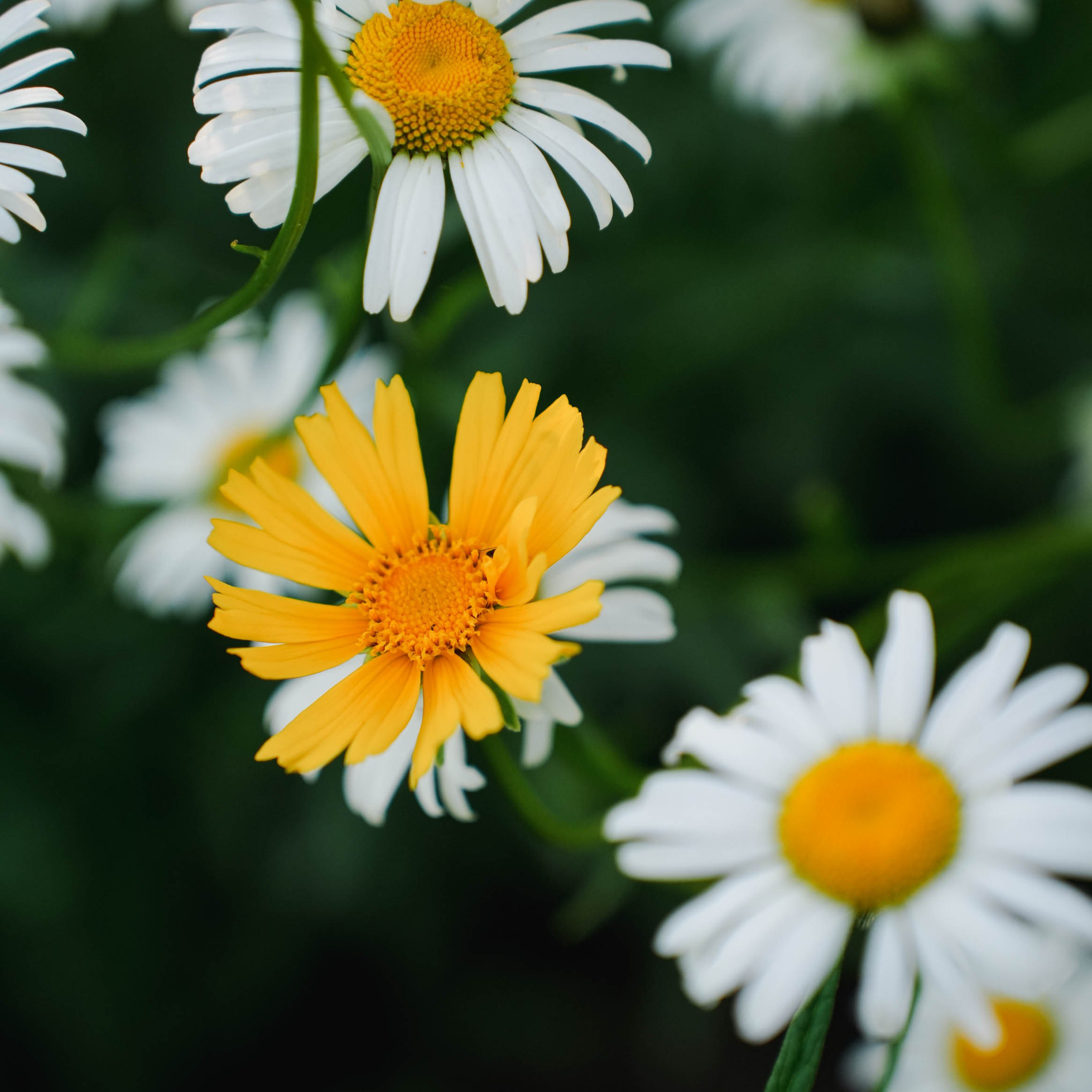 Цветочная фотосессия. Спортивный и репортажный фотограф в Иваново Сергей Силкин