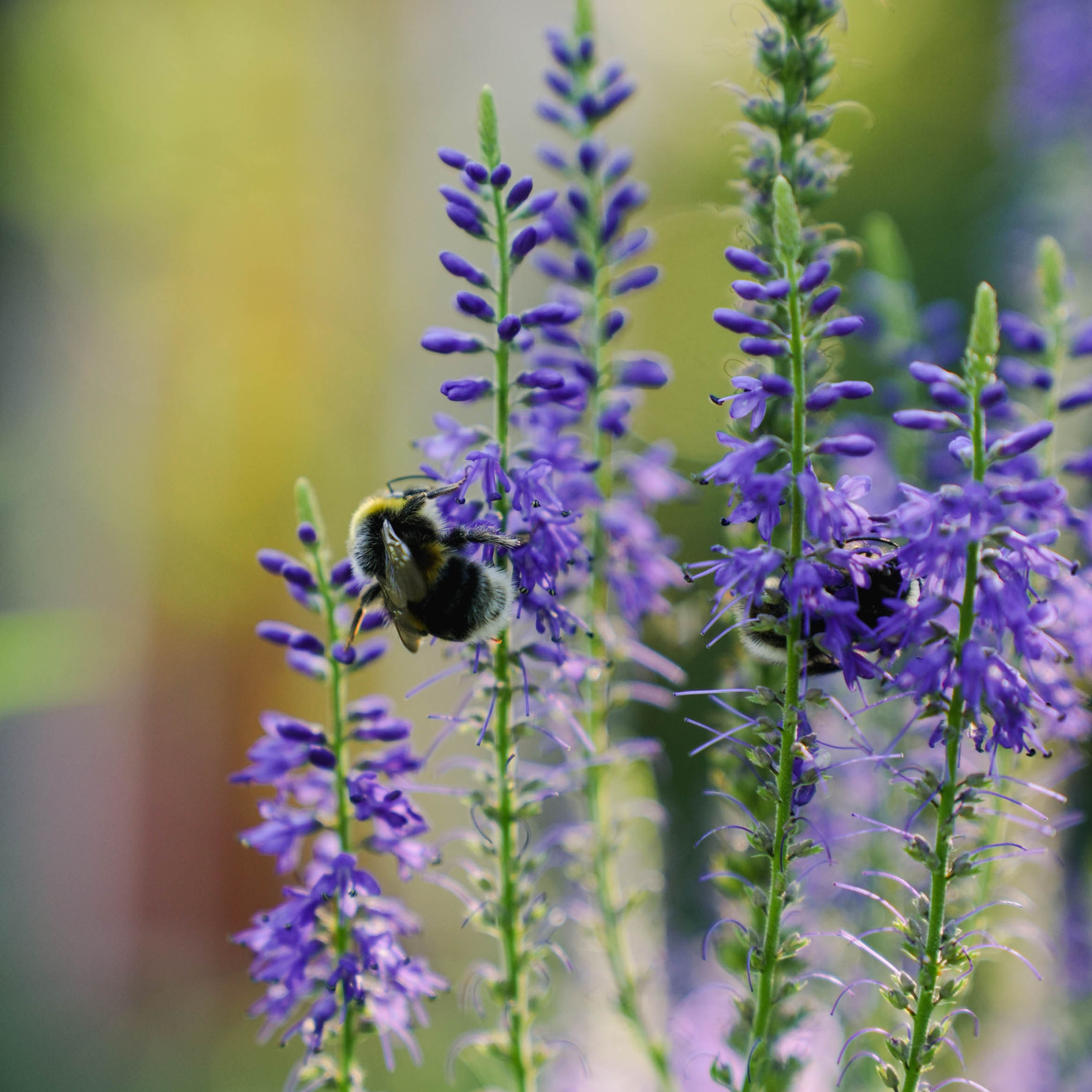 Цветочная фотосессия. Спортивный и репортажный фотограф в Иваново Сергей Силкин