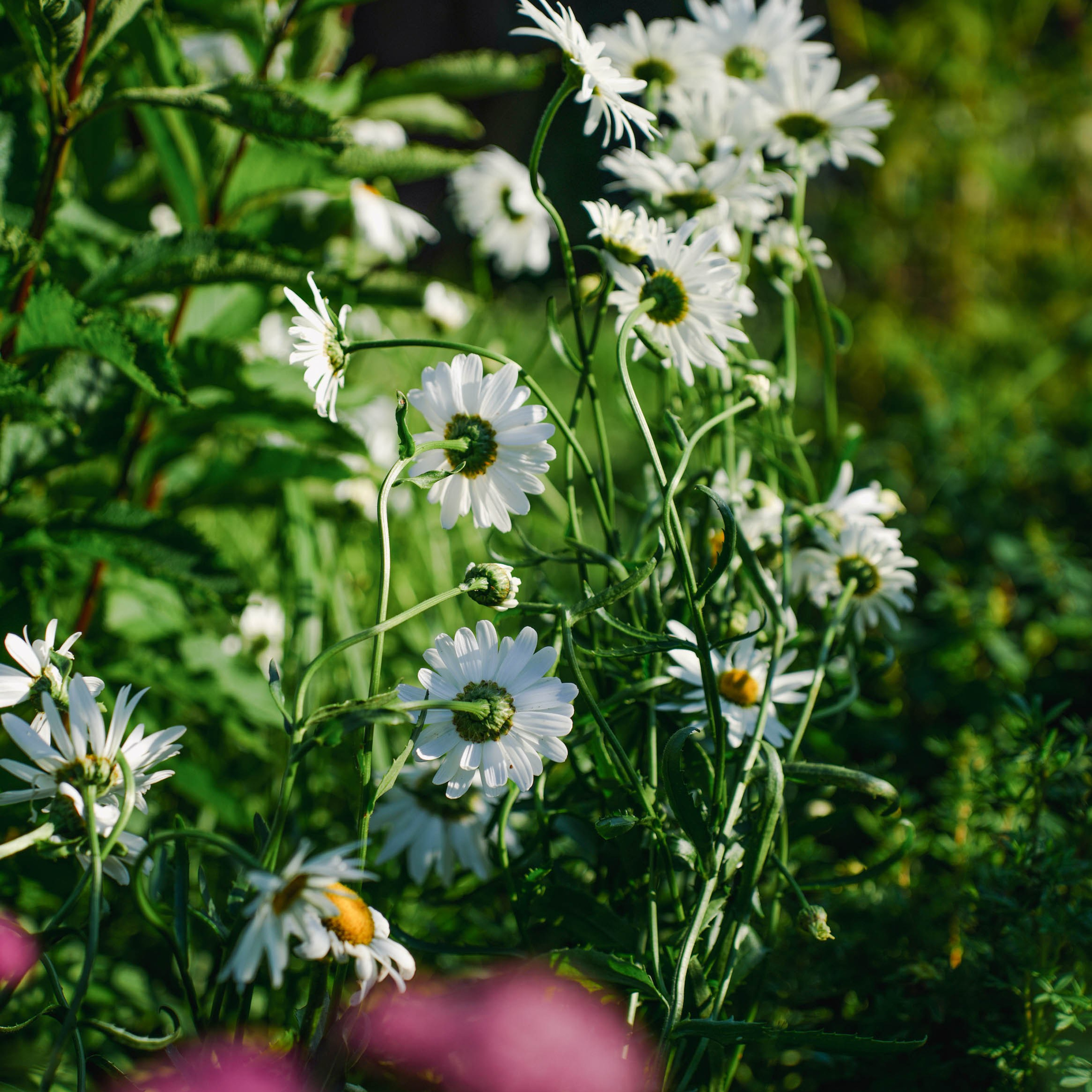 Цветочная фотосессия. Спортивный и репортажный фотограф в Иваново Сергей Силкин