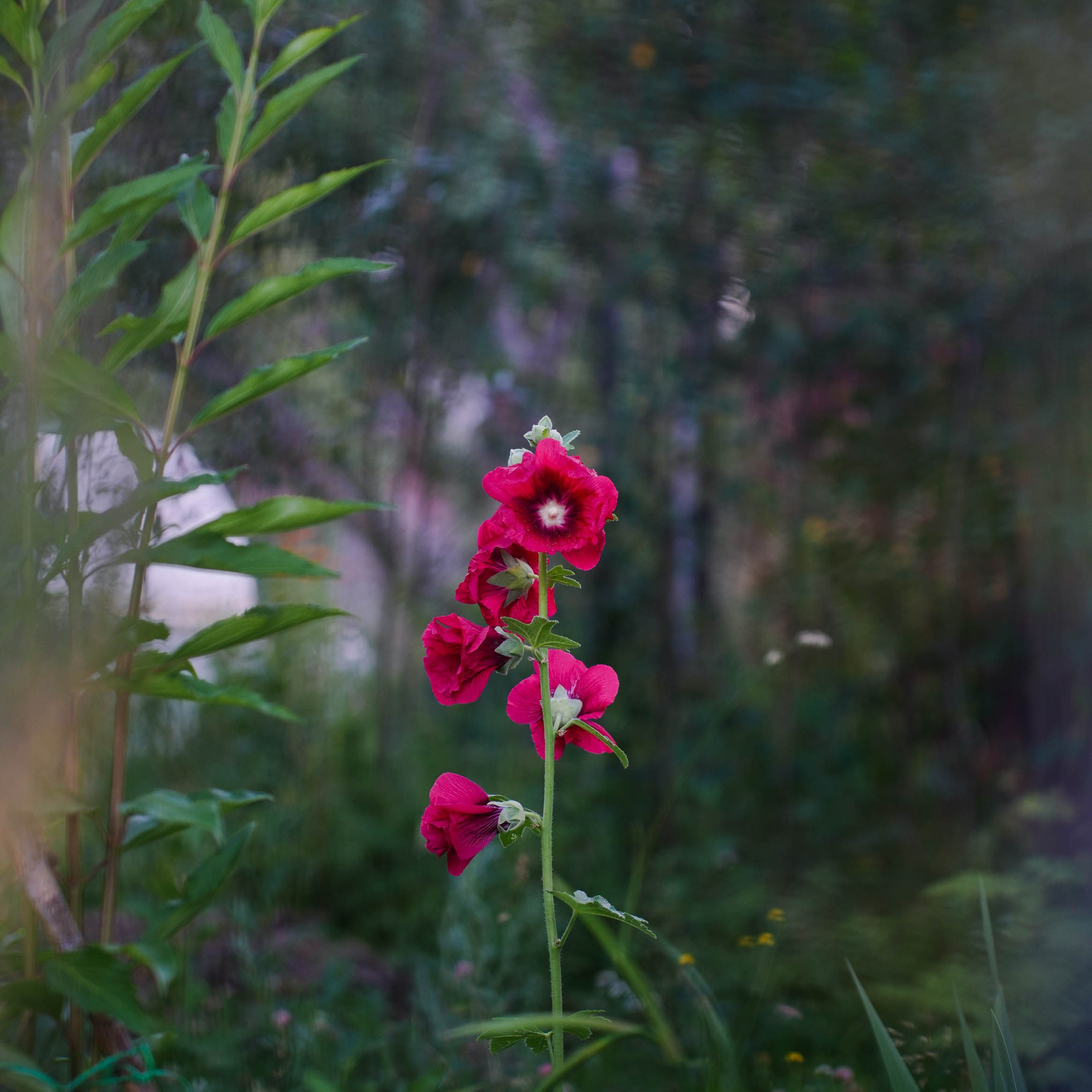 Цветочная фотосессия. Спортивный и репортажный фотограф в Иваново Сергей Силкин
