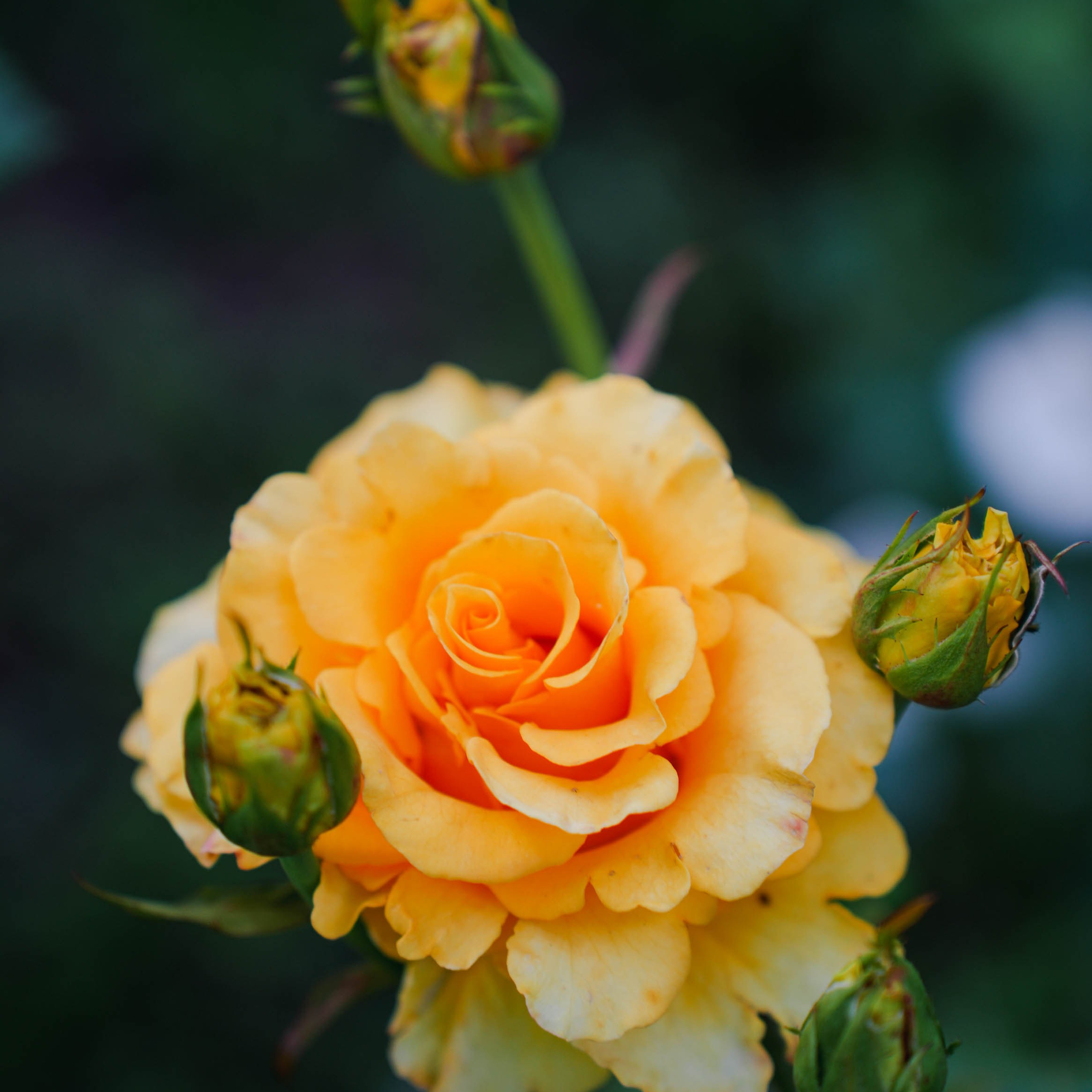 Цветочная фотосессия. Спортивный и репортажный фотограф в Иваново Сергей Силкин