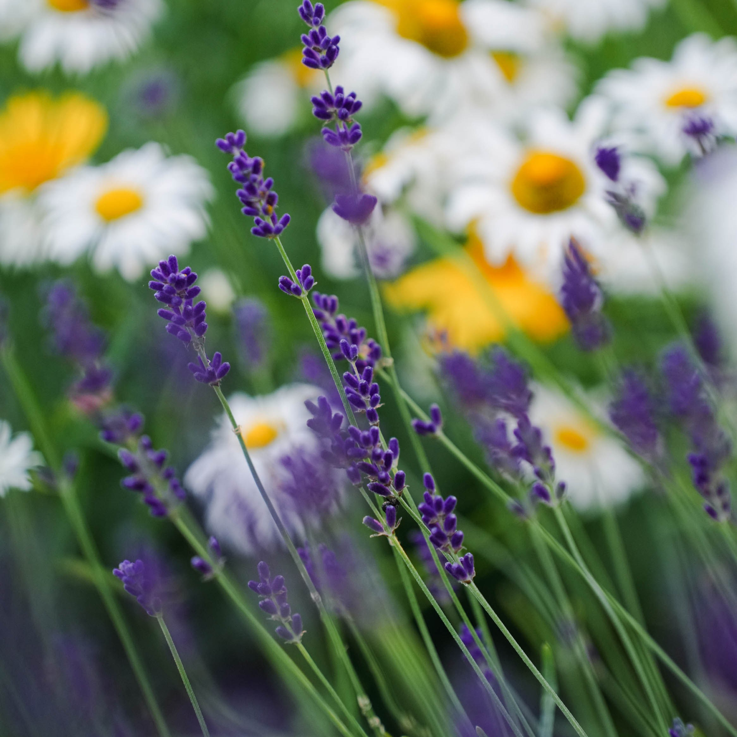 Цветочная фотосессия. Спортивный и репортажный фотограф в Иваново Сергей Силкин