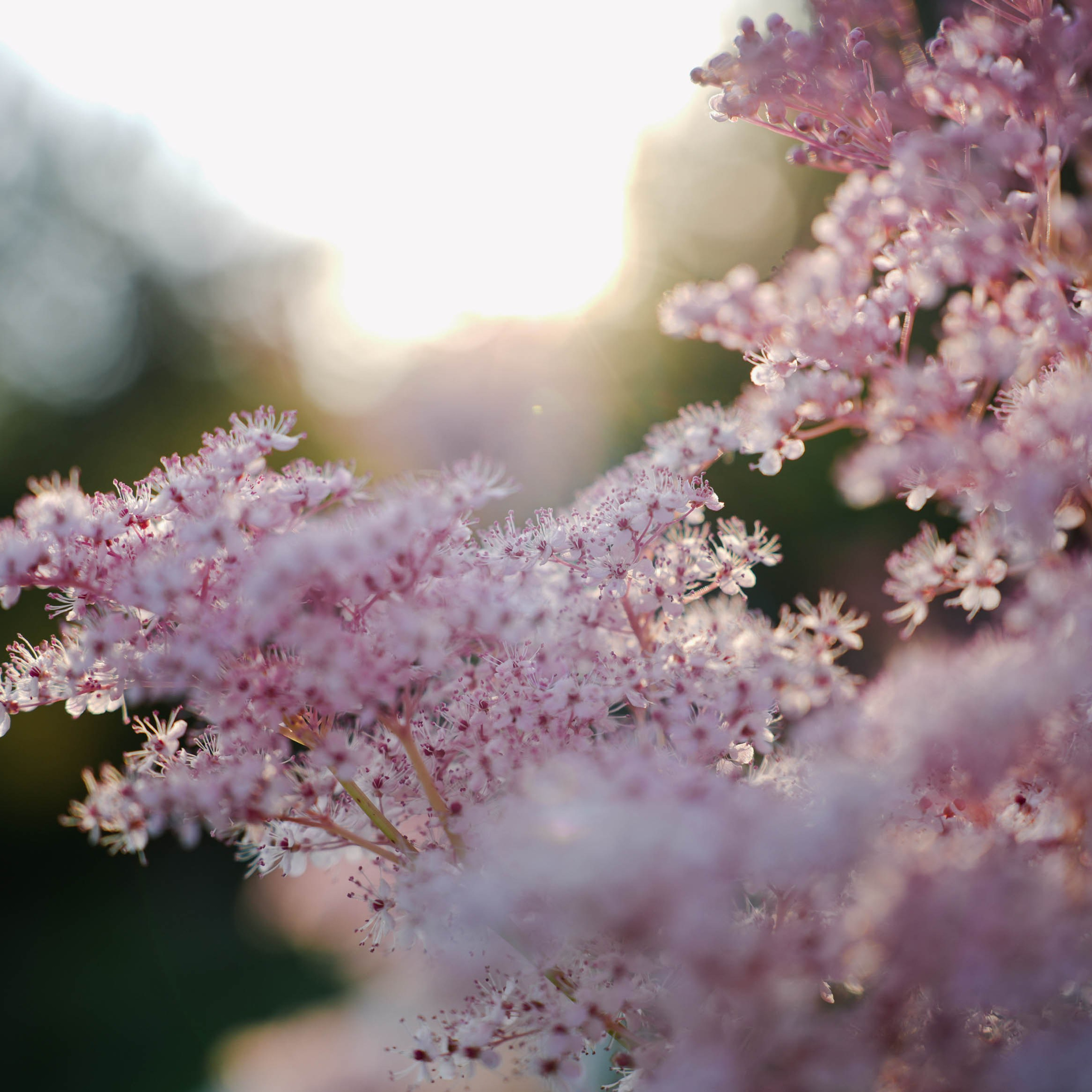 Цветочная фотосессия. Спортивный и репортажный фотограф в Иваново Сергей Силкин