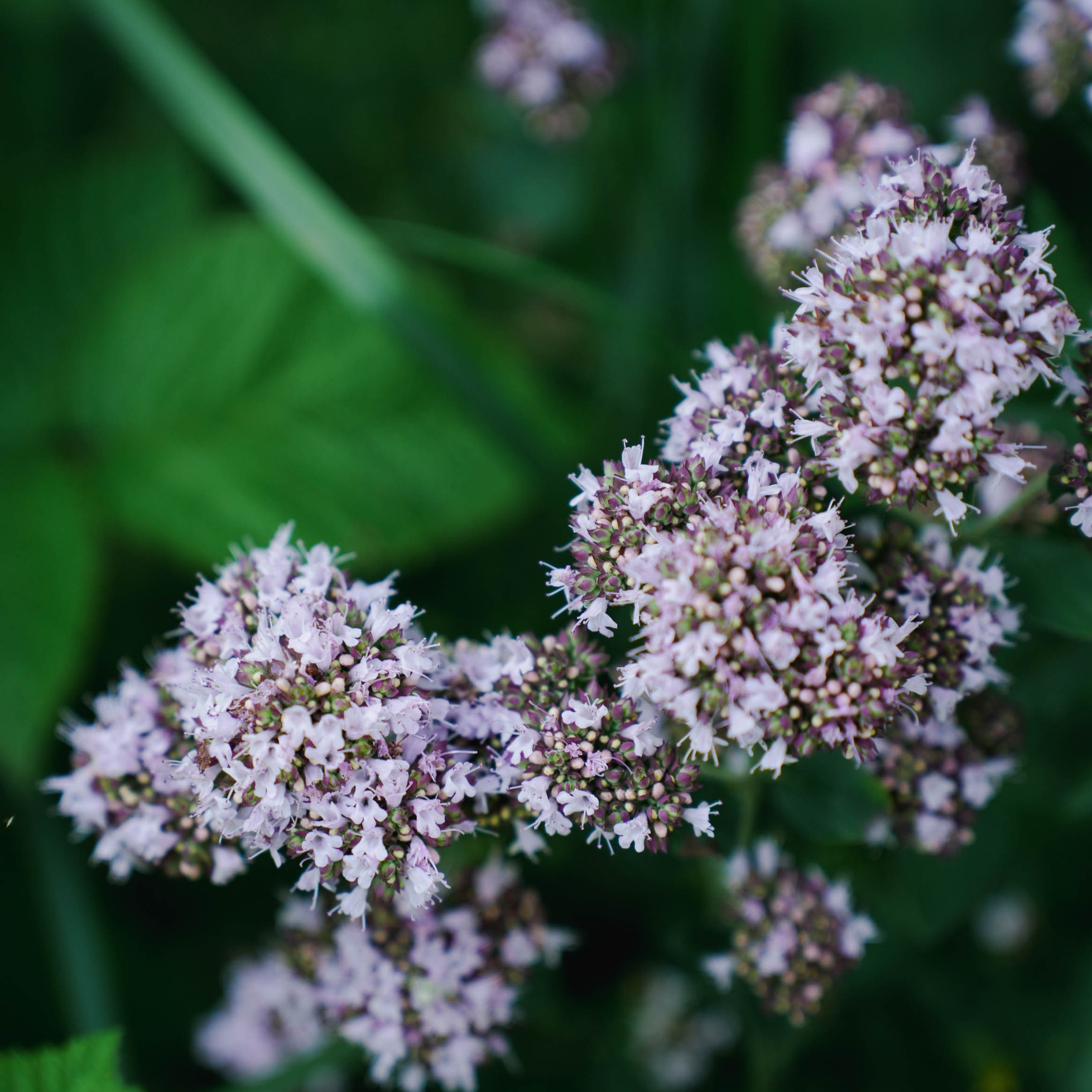 Цветочная фотосессия. Спортивный и репортажный фотограф в Иваново Сергей Силкин