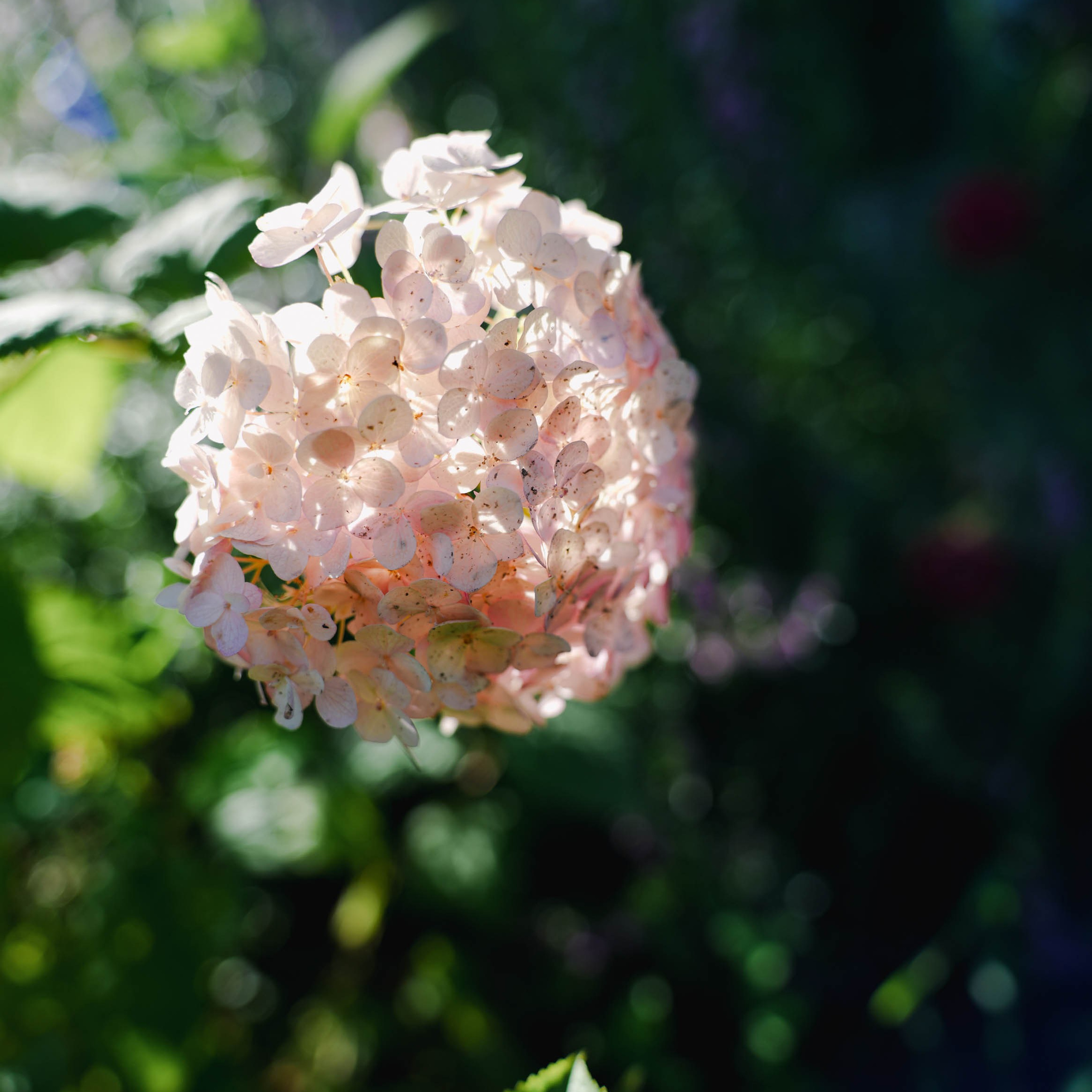 Цветочная фотосессия. Спортивный и репортажный фотограф в Иваново Сергей Силкин