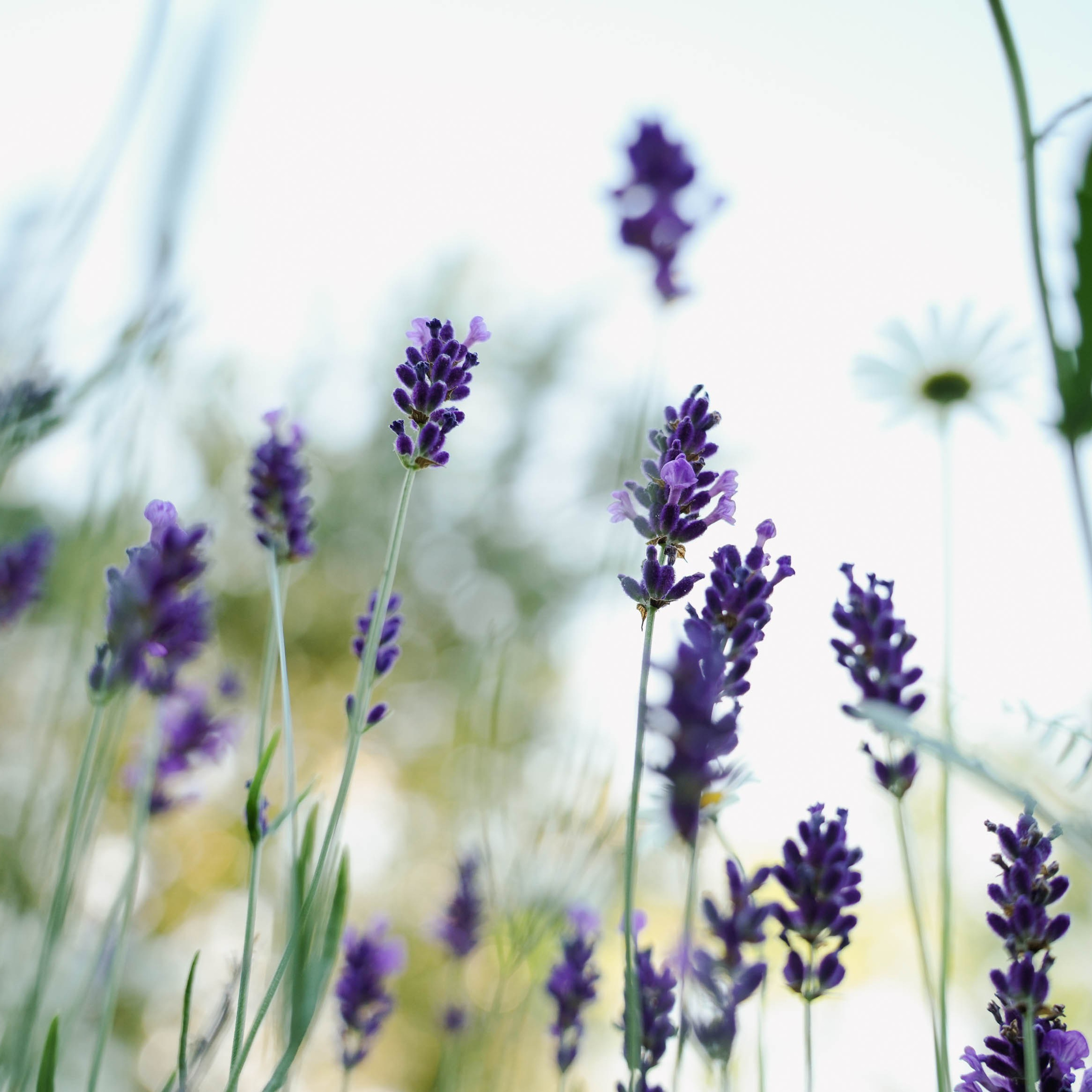 Цветочная фотосессия. Спортивный и репортажный фотограф в Иваново Сергей Силкин