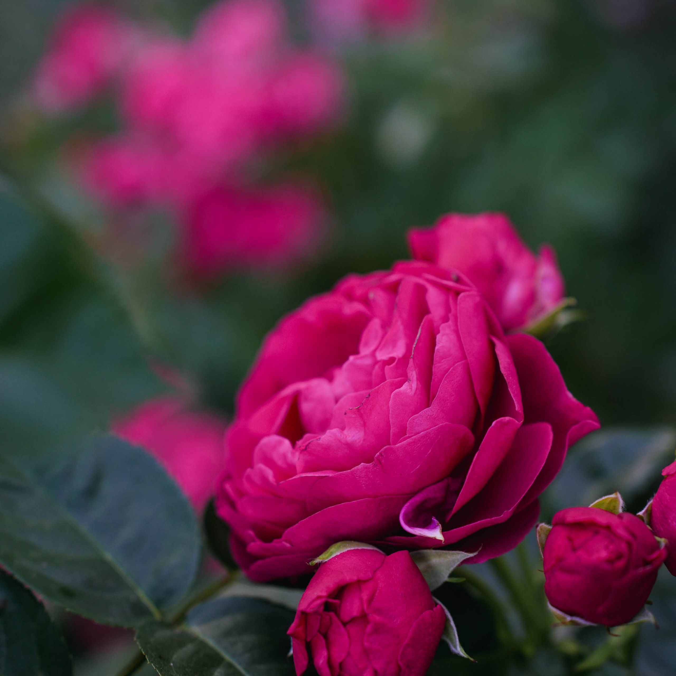 Цветочная фотосессия. Спортивный и репортажный фотограф в Иваново Сергей Силкин