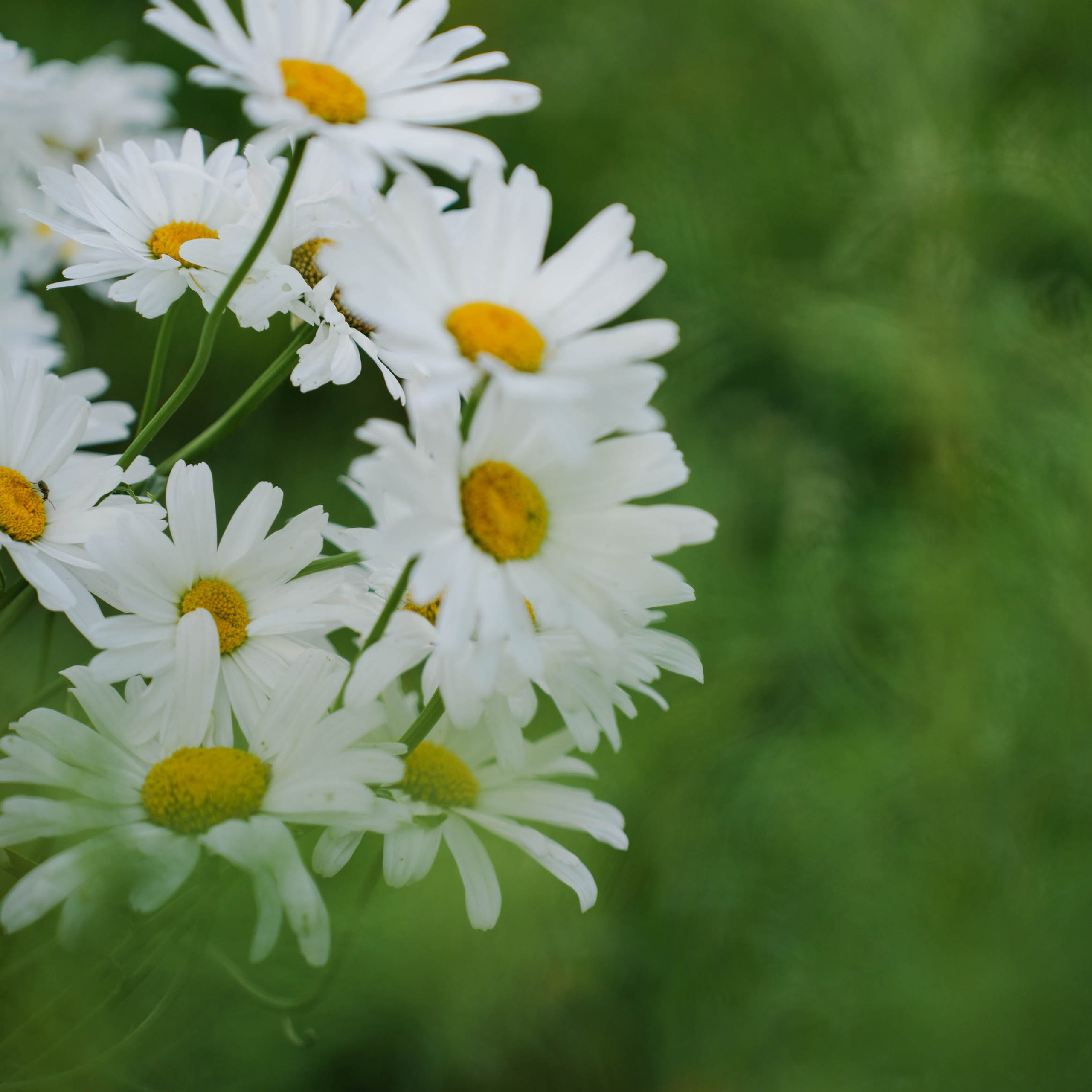 Цветочная фотосессия. Спортивный и репортажный фотограф в Иваново Сергей Силкин