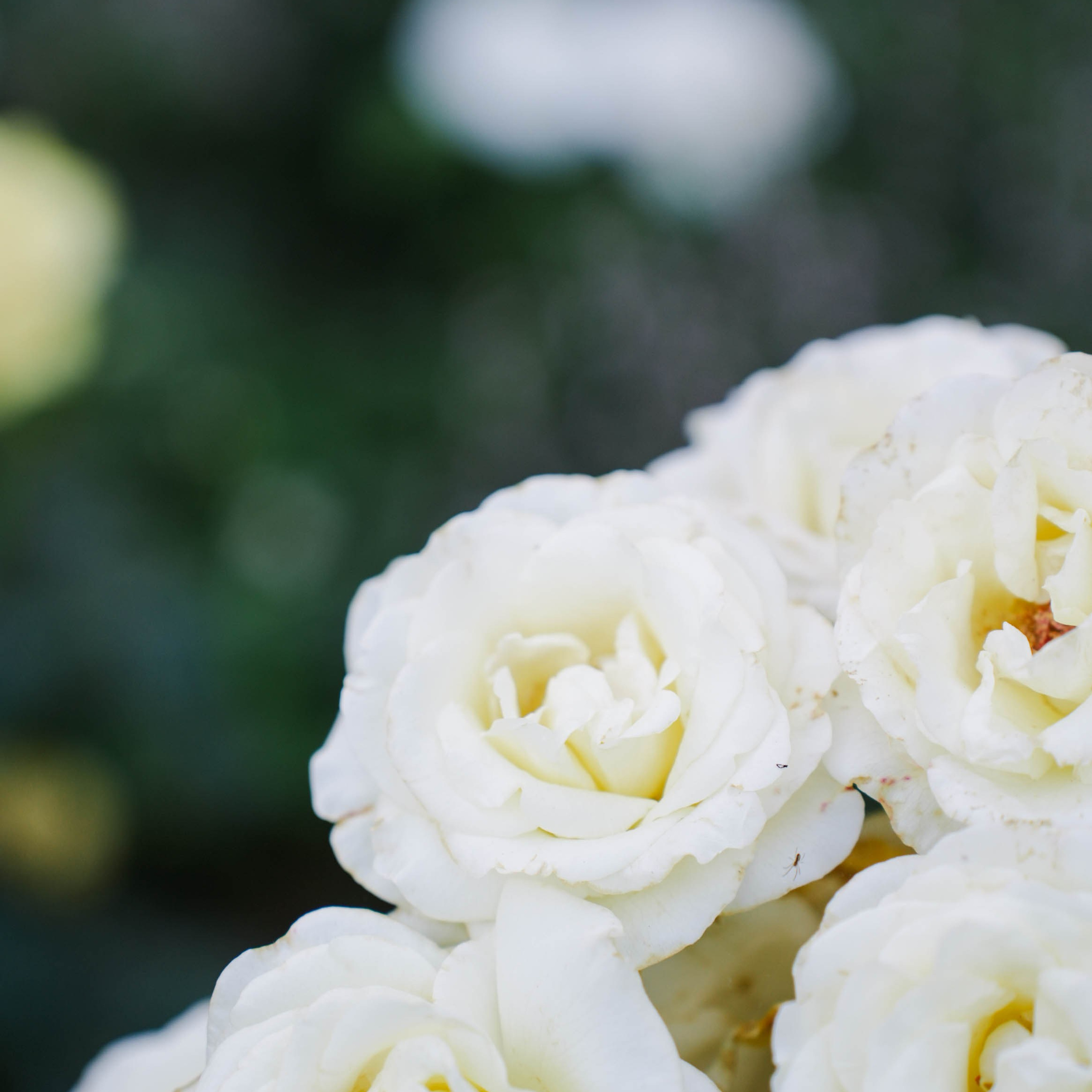 Цветочная фотосессия. Спортивный и репортажный фотограф в Иваново Сергей Силкин