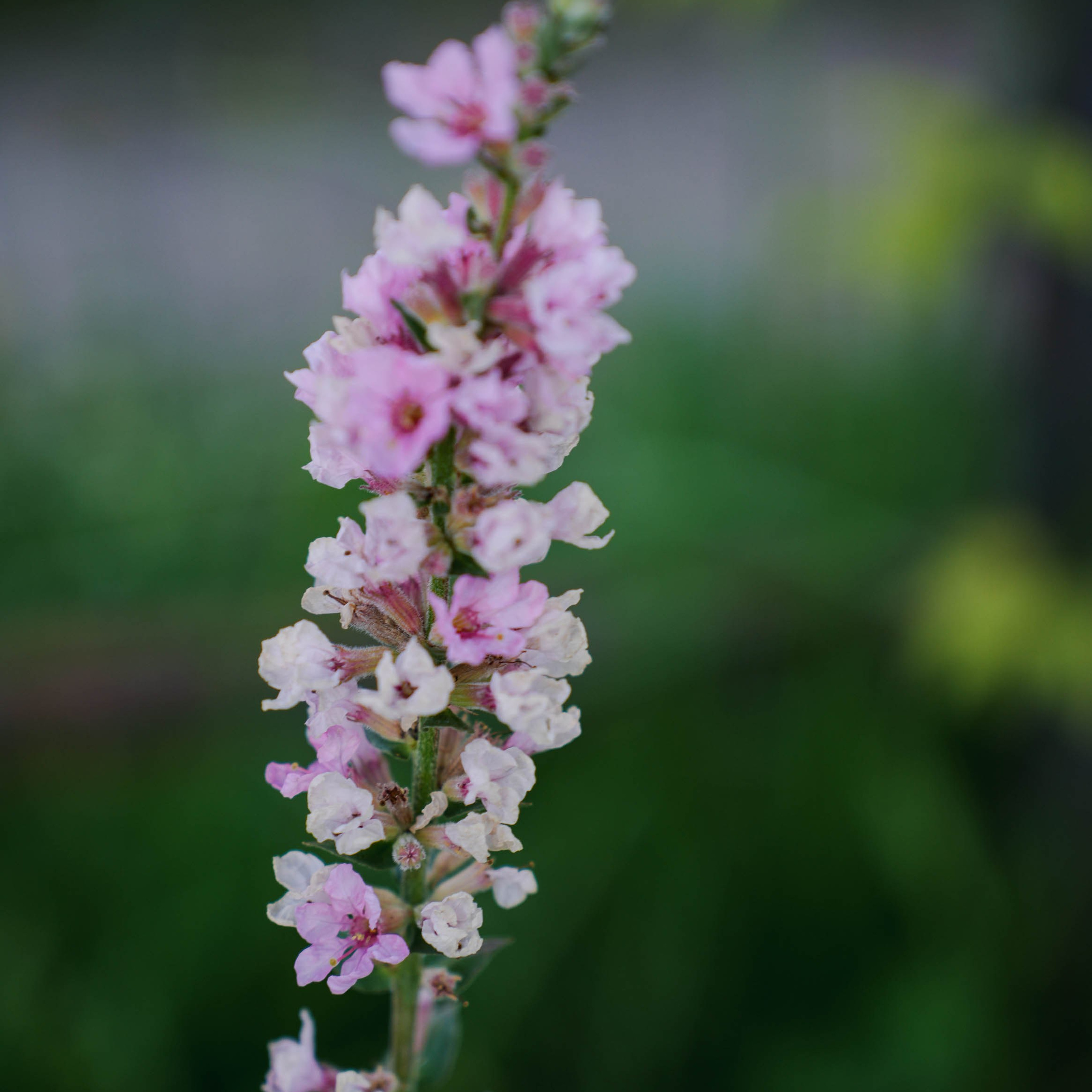 Цветочная фотосессия. Спортивный и репортажный фотограф в Иваново Сергей Силкин