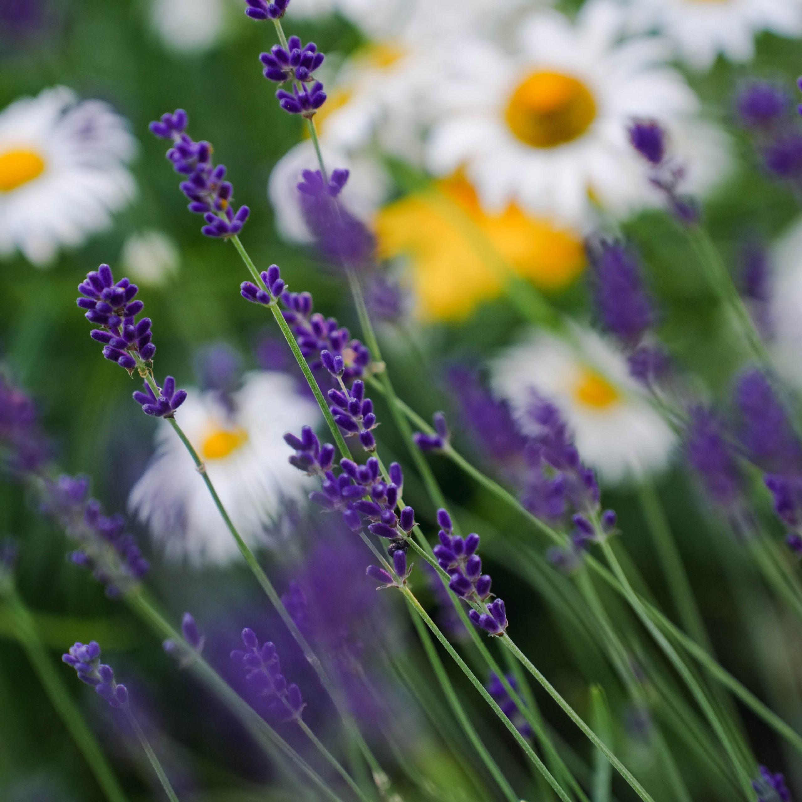 Цветочная фотосессия. Спортивный и репортажный фотограф в Иваново Сергей Силкин