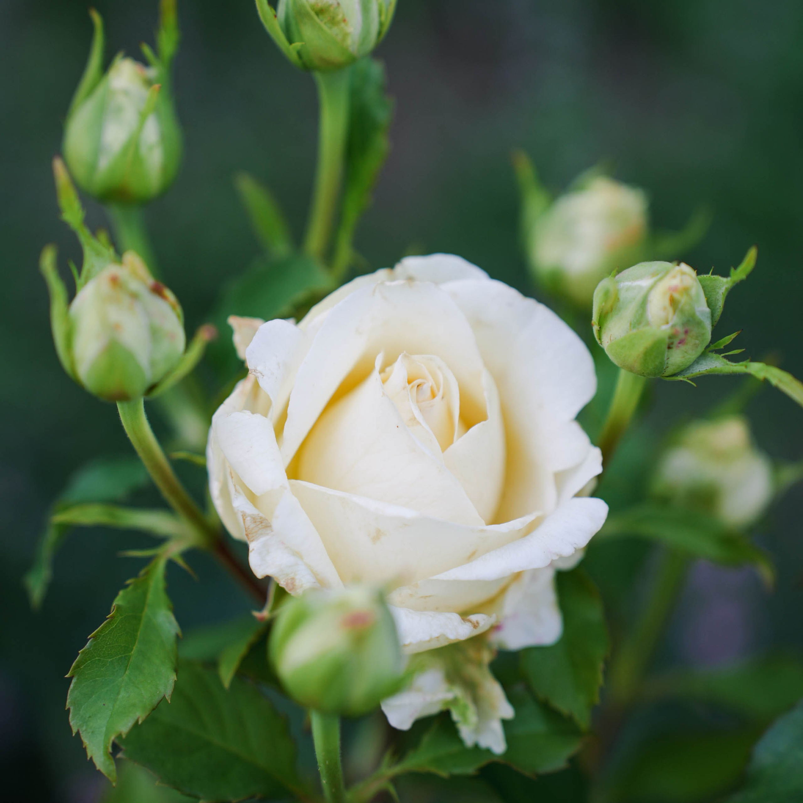 Цветочная фотосессия. Спортивный и репортажный фотограф в Иваново Сергей Силкин