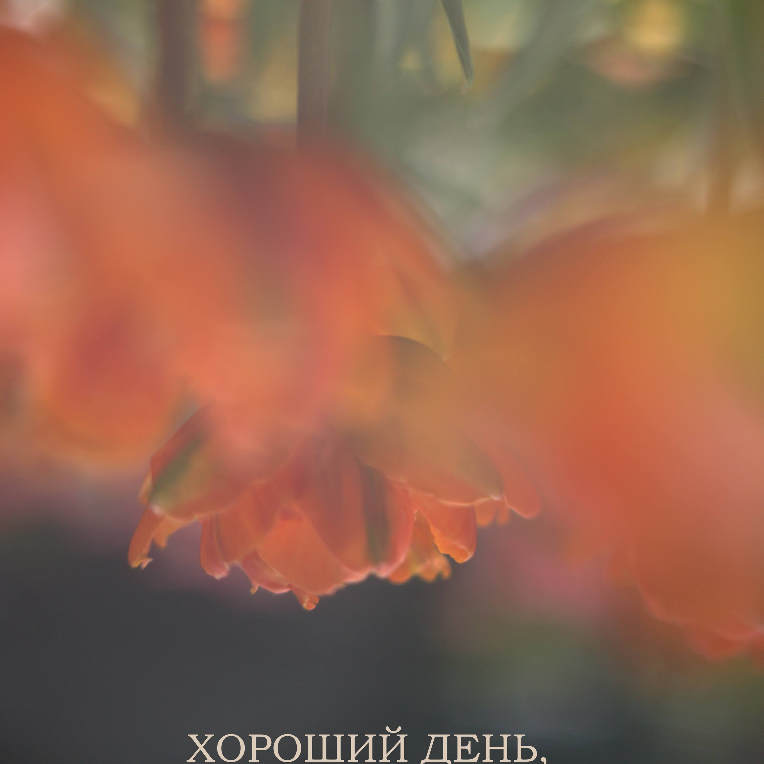 Обои. Видеооператор, фотограф в Санкт-Петербурге