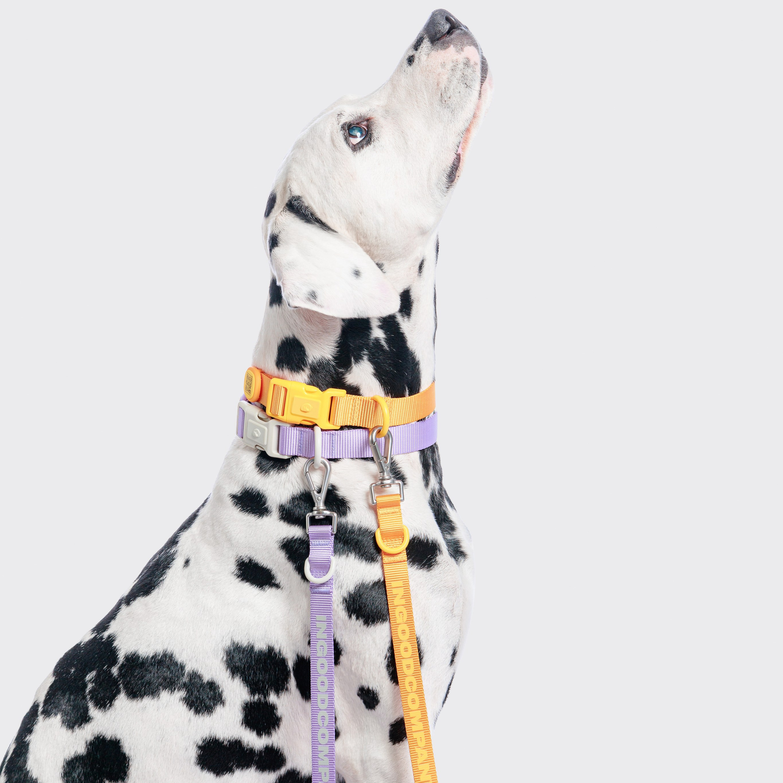 In good company для собак