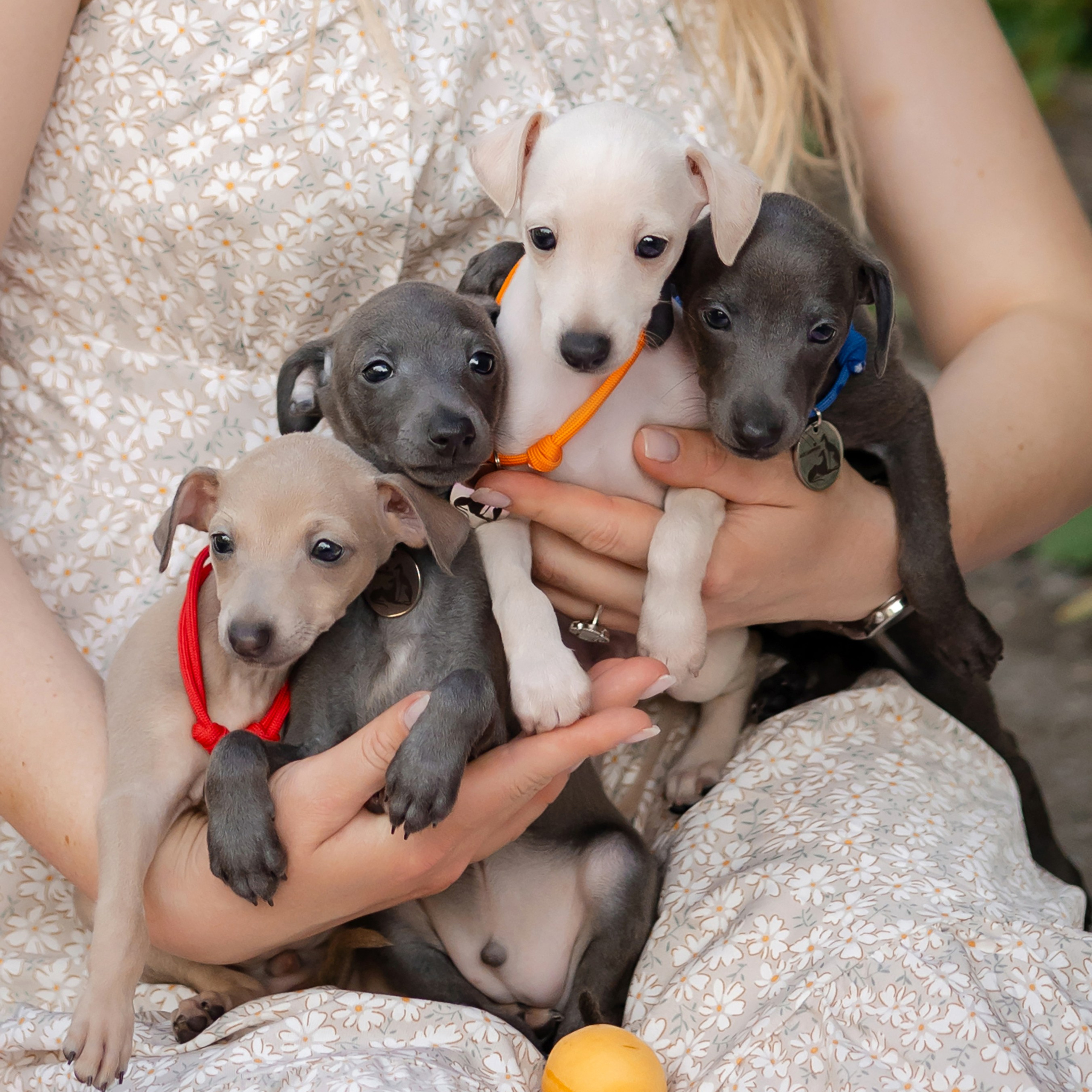 Левретка и ребенок: нежная дружба. Профессиональный питомник левреток РКФ/FCI ASTI SAPPHIRE 💎 Сочи|Санкт-Петербург