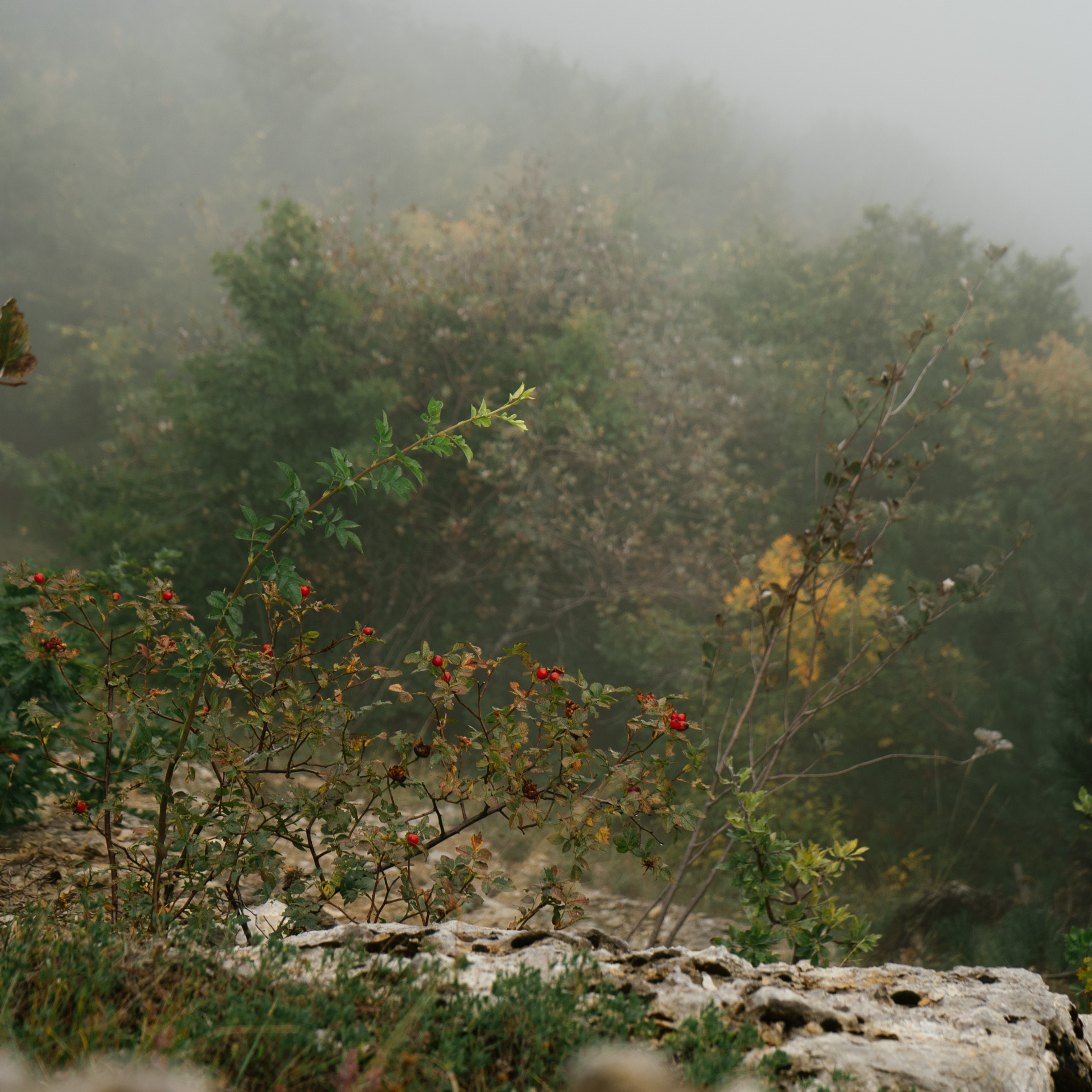 Заповедный Крым. Фотограф в Санкт-Петербурге — Лучина Екатерина