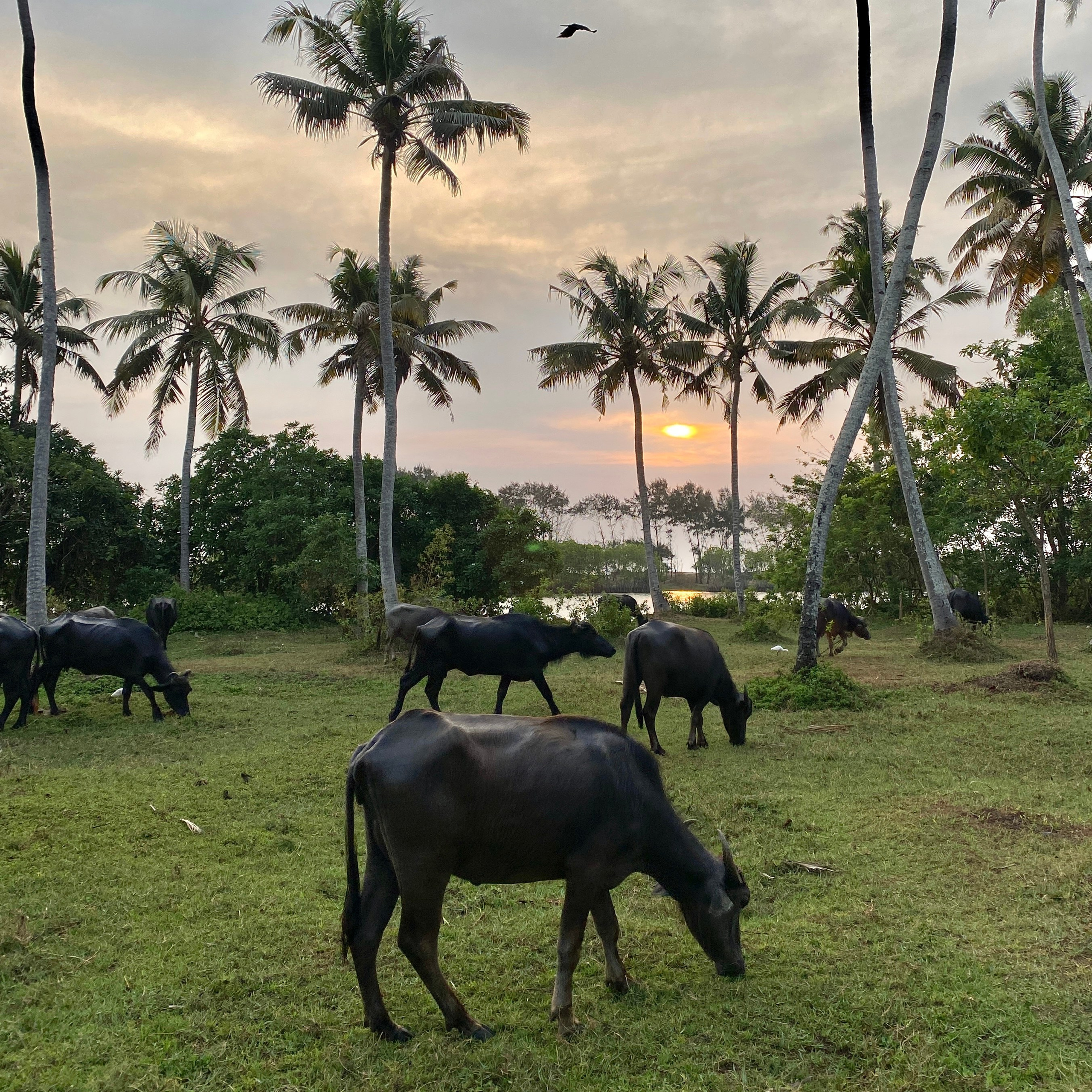 ИНДИЯ 2026. Художник, арт — терапевт, преподаватель рисования Шабырова Анна, Москва