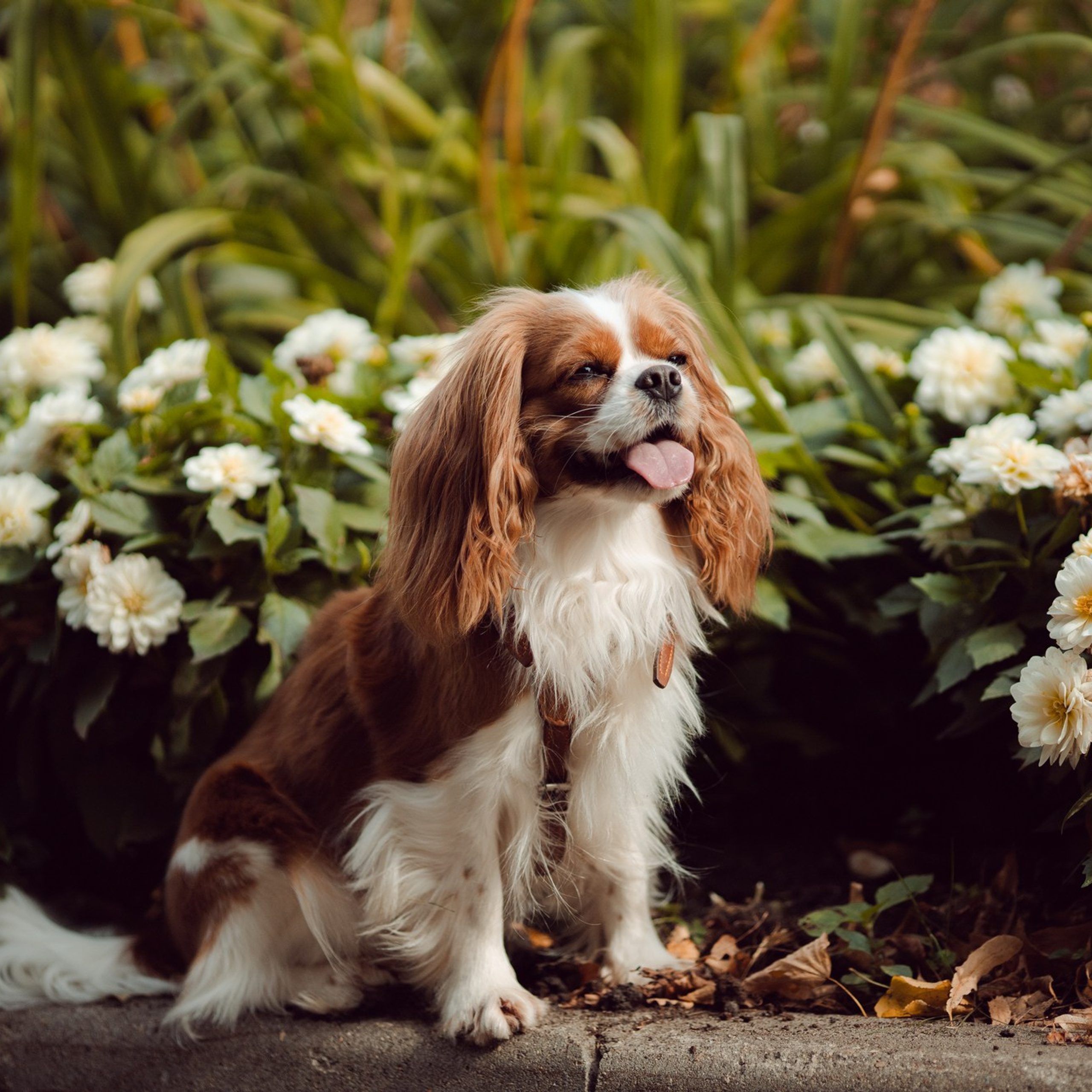 ИСТОРИИ. Художник и Фотограф Тимохина Юлия