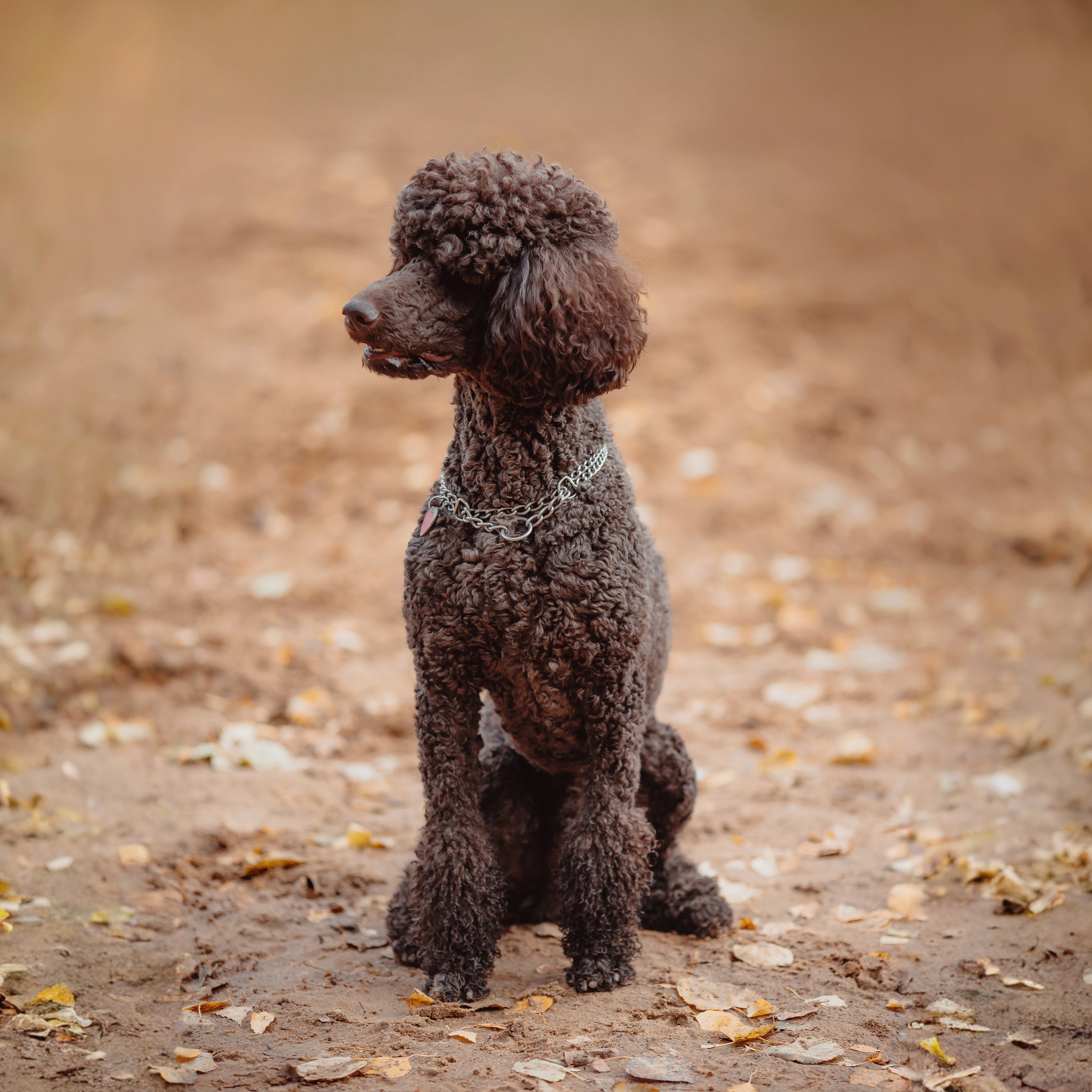 ИСТОРИИ. Художник и Фотограф Тимохина Юлия