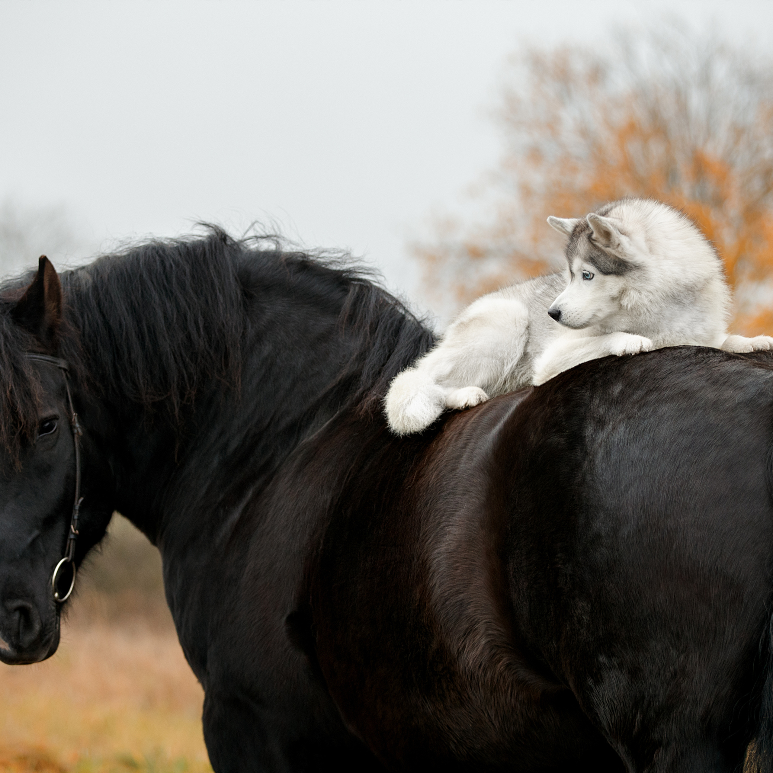 Мастер Класс «Собаки и Лошади». Фотограф анималист в Санкт-Петербурге Светлана Писарева