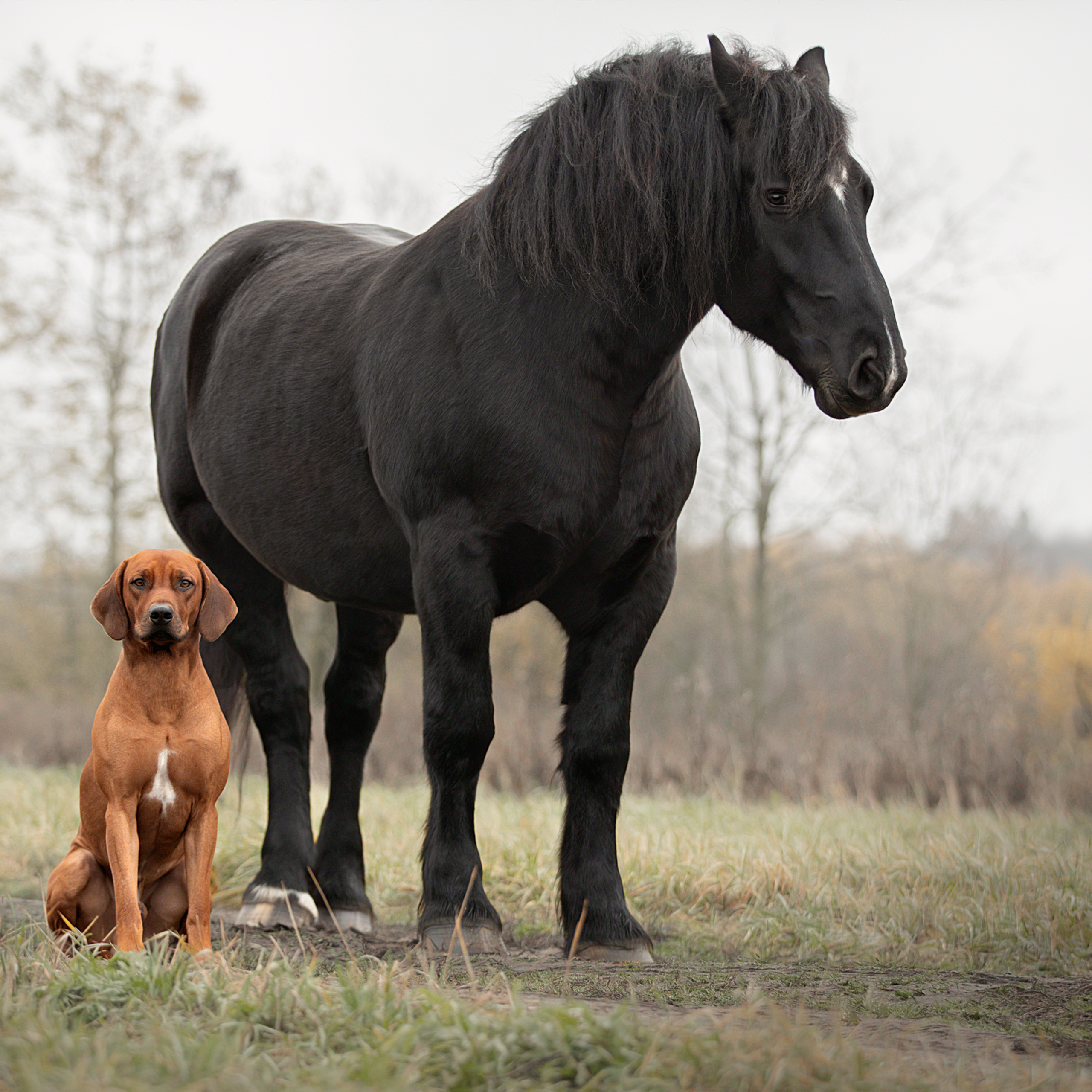 Мастер Класс «Собаки и Лошади». Фотограф анималист в Санкт-Петербурге Светлана Писарева