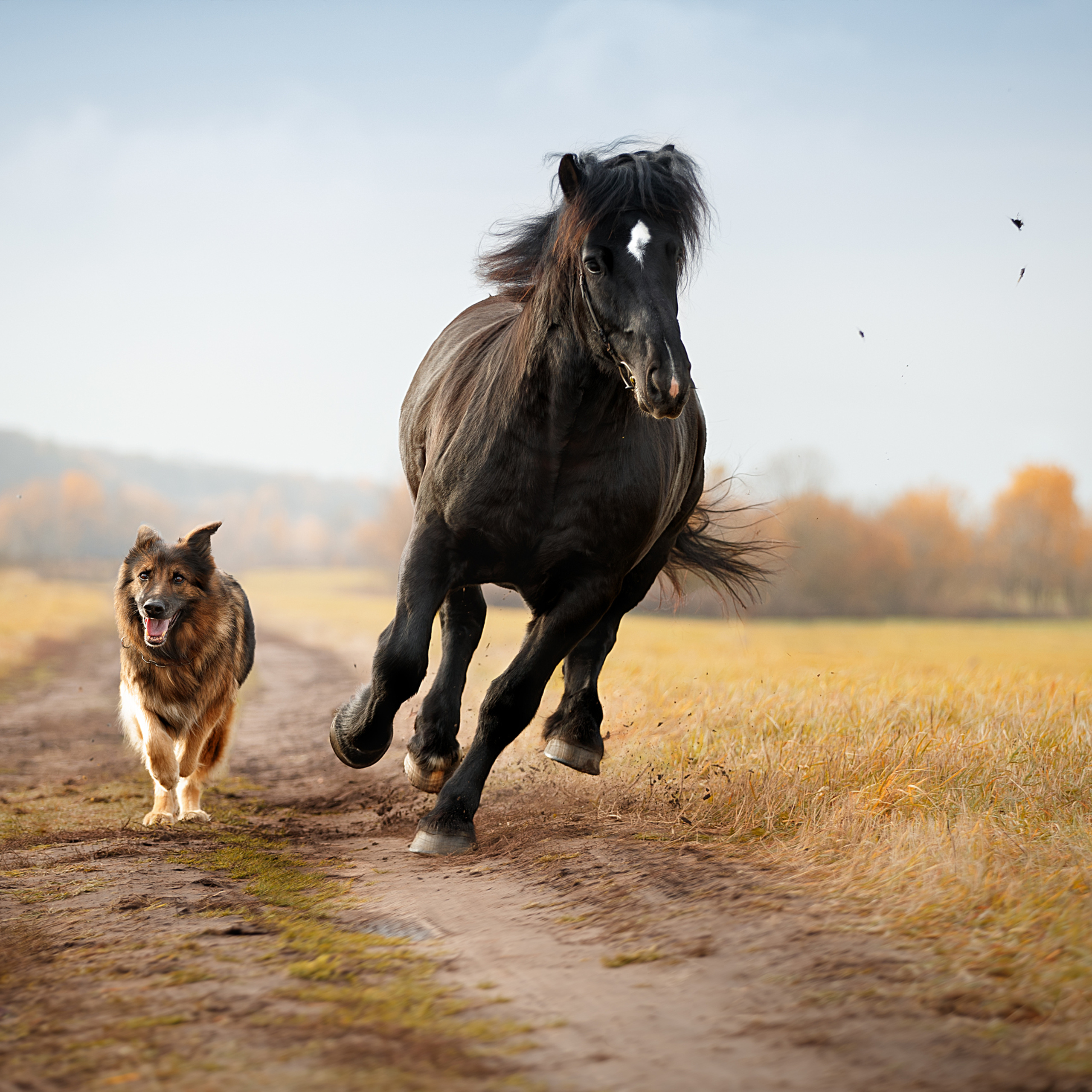 Мастер Класс «Собаки и Лошади». Фотограф анималист в Санкт-Петербурге Светлана Писарева