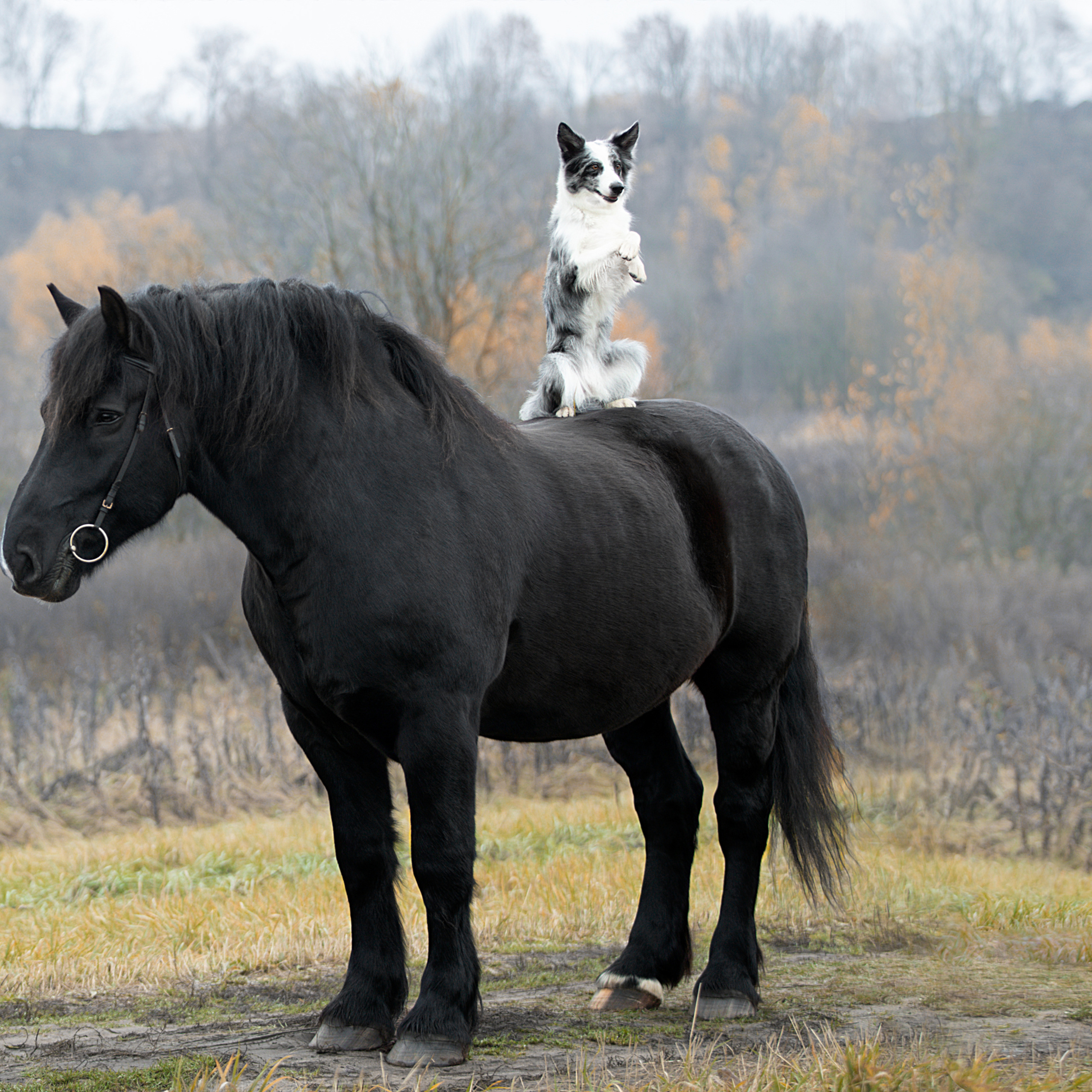 Мастер Класс «Собаки и Лошади». Фотограф анималист в Санкт-Петербурге Светлана Писарева