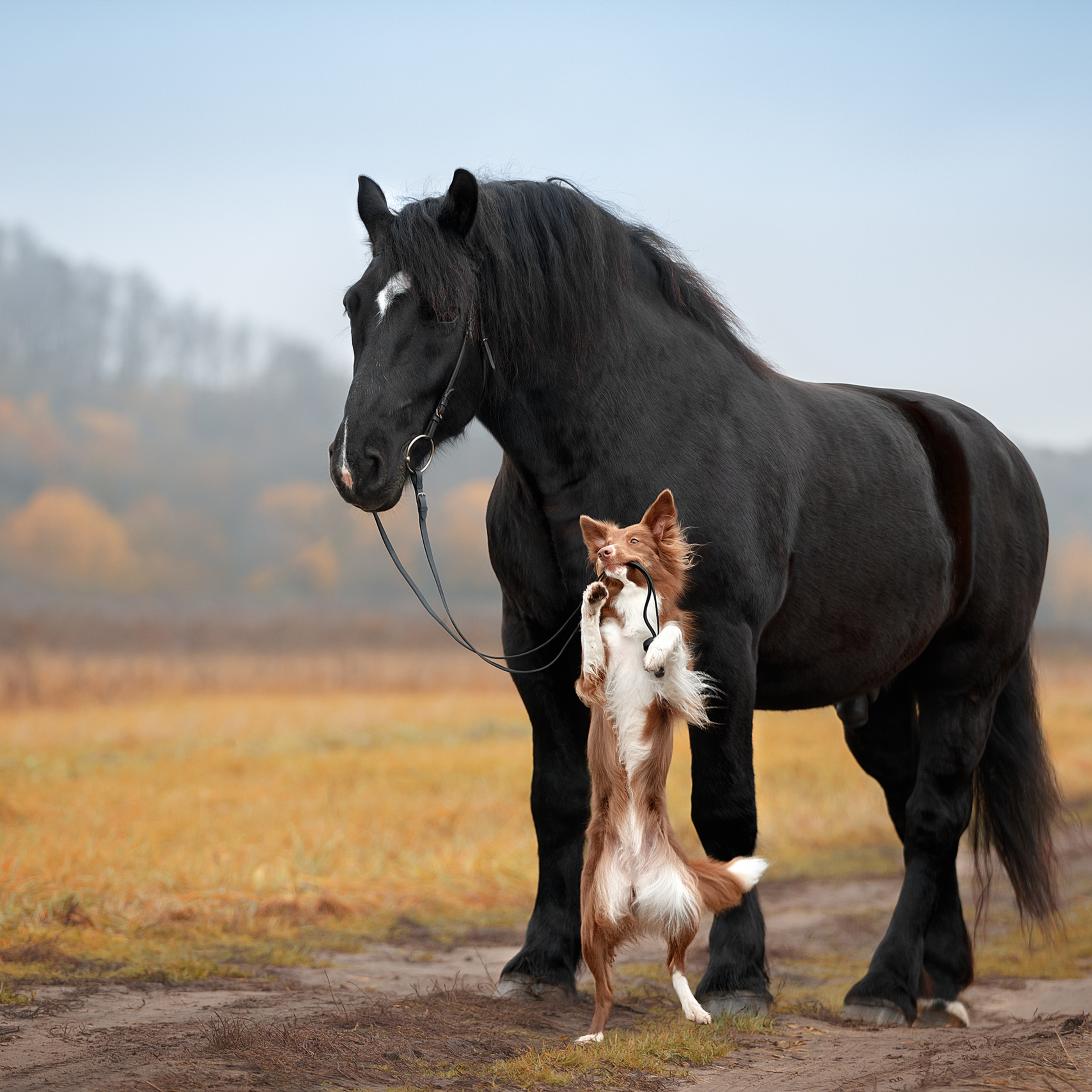 Мастер Класс «Собаки и Лошади». Фотограф анималист в Санкт-Петербурге Светлана Писарева