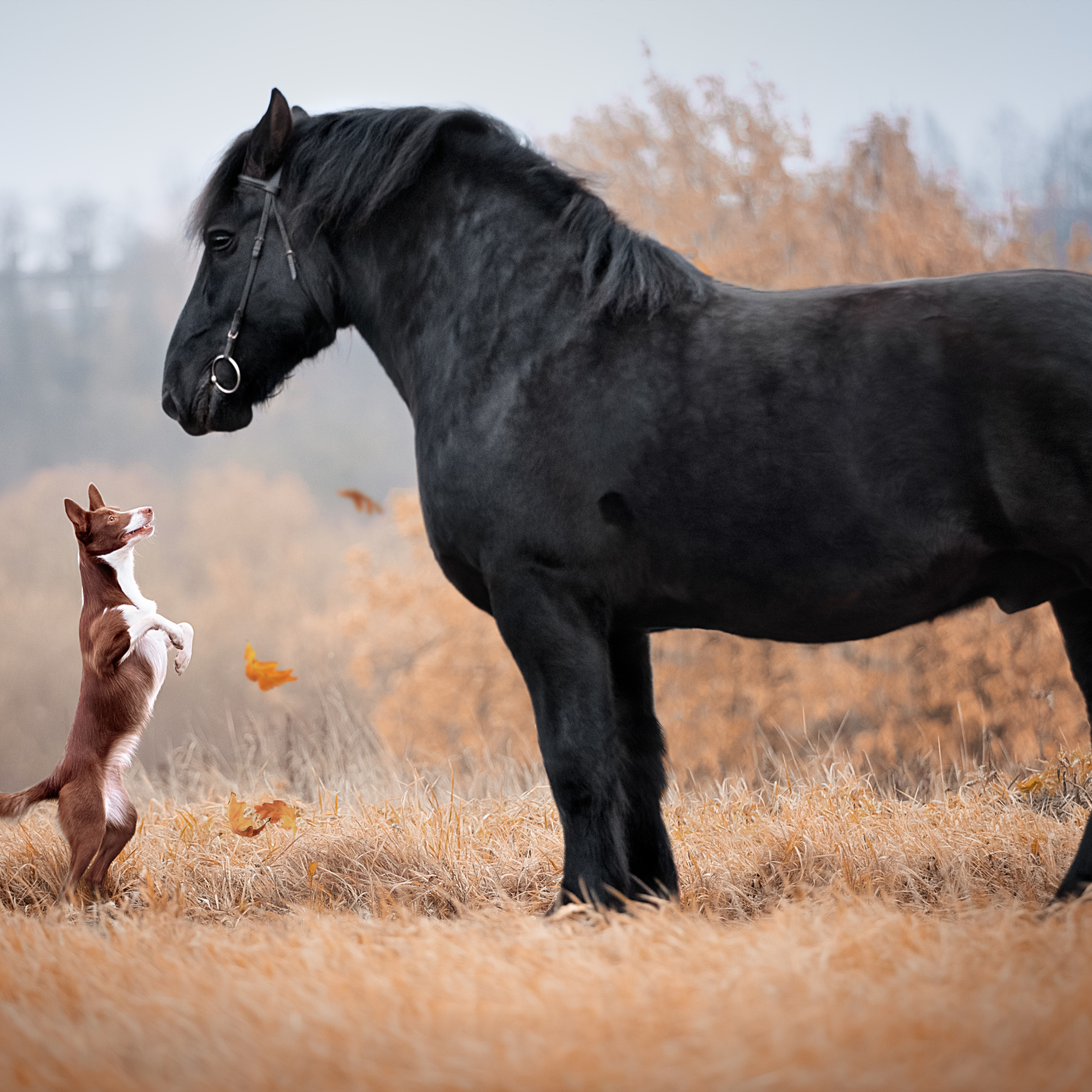 Мастер Класс «Собаки и Лошади». Фотограф анималист в Санкт-Петербурге Светлана Писарева