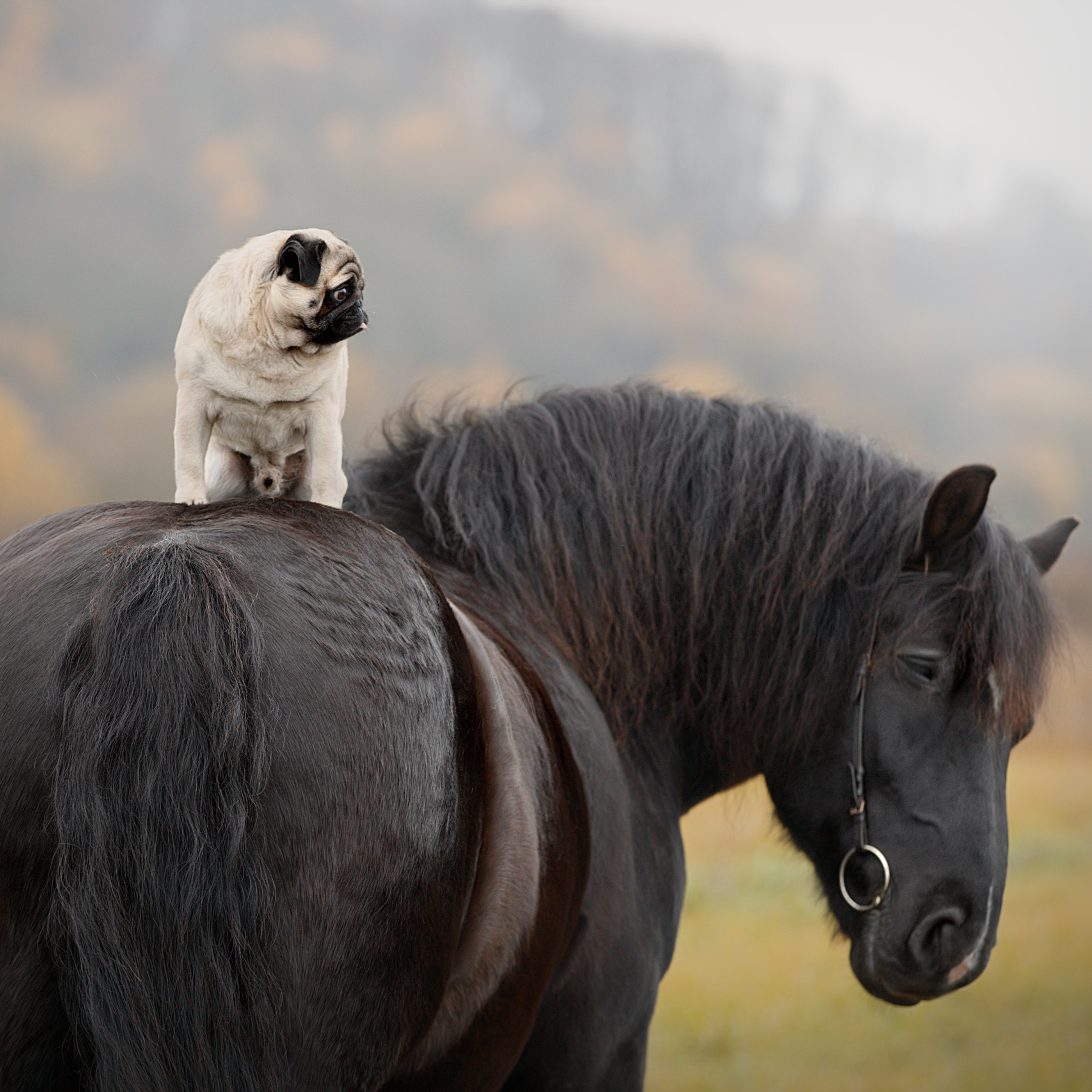 Мастер Класс «Собаки и Лошади». Фотограф анималист в Санкт-Петербурге Светлана Писарева