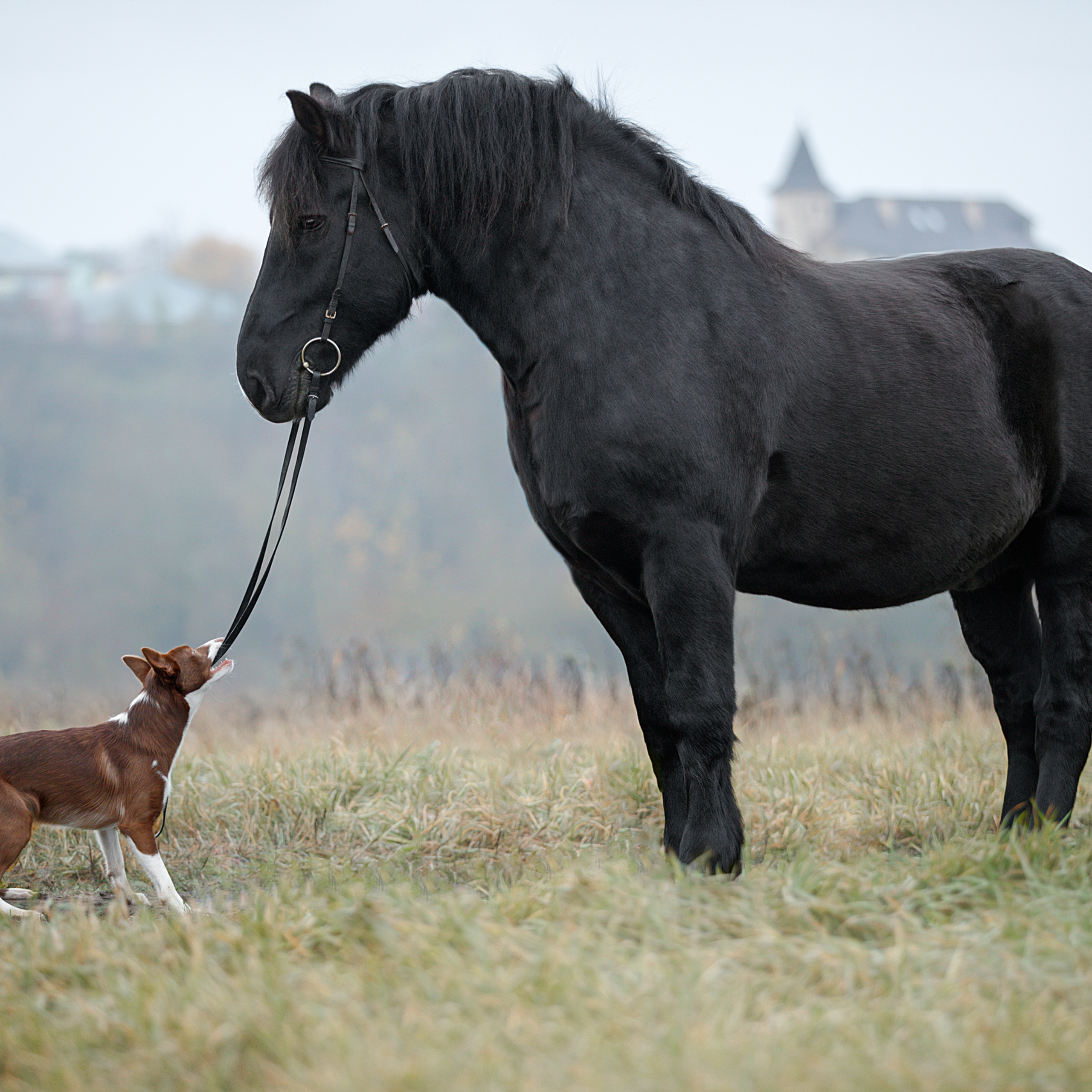 Мастер Класс «Собаки и Лошади». Фотограф анималист в Санкт-Петербурге Светлана Писарева