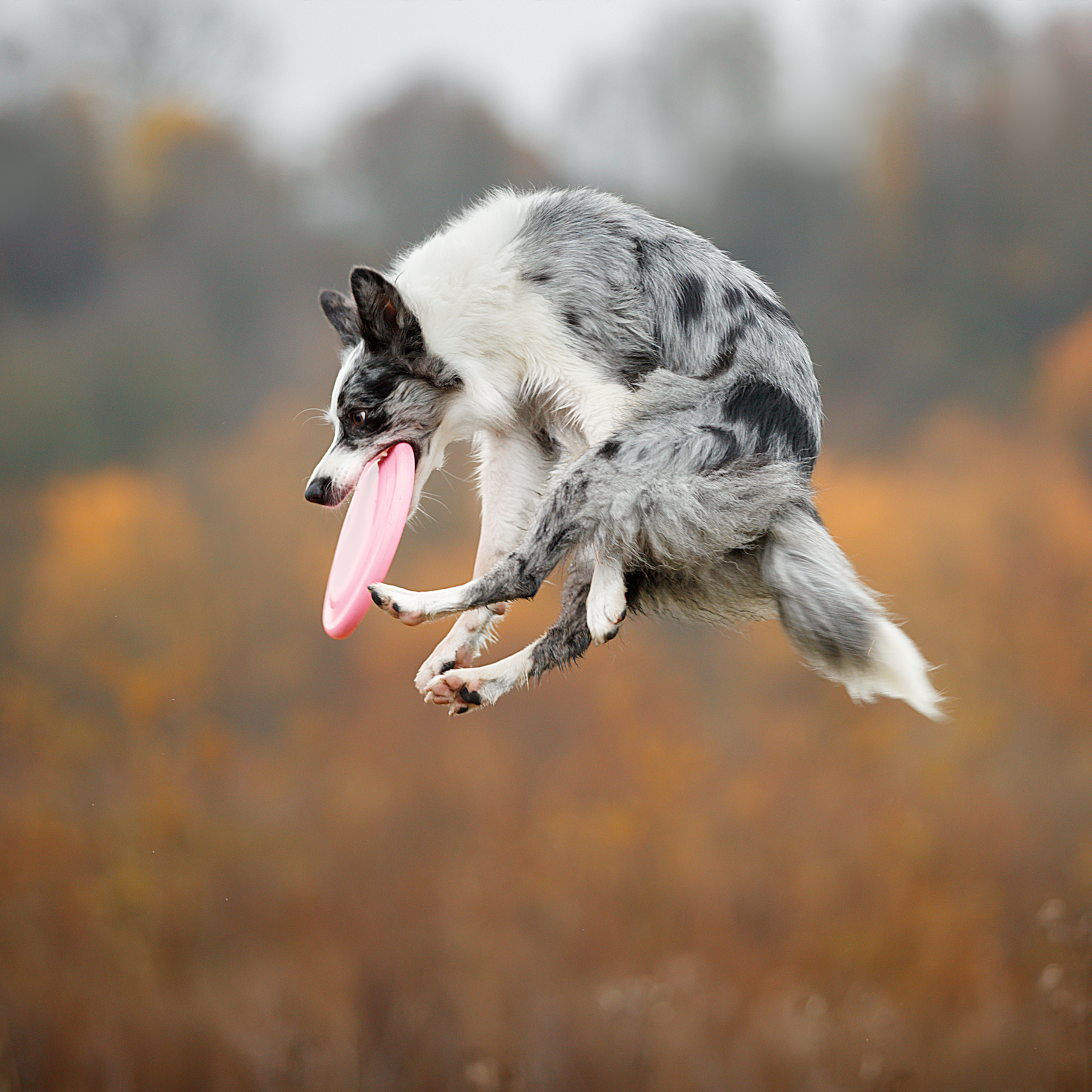 Мастер Класс «Собаки и Лошади». Фотограф анималист в Санкт-Петербурге Светлана Писарева
