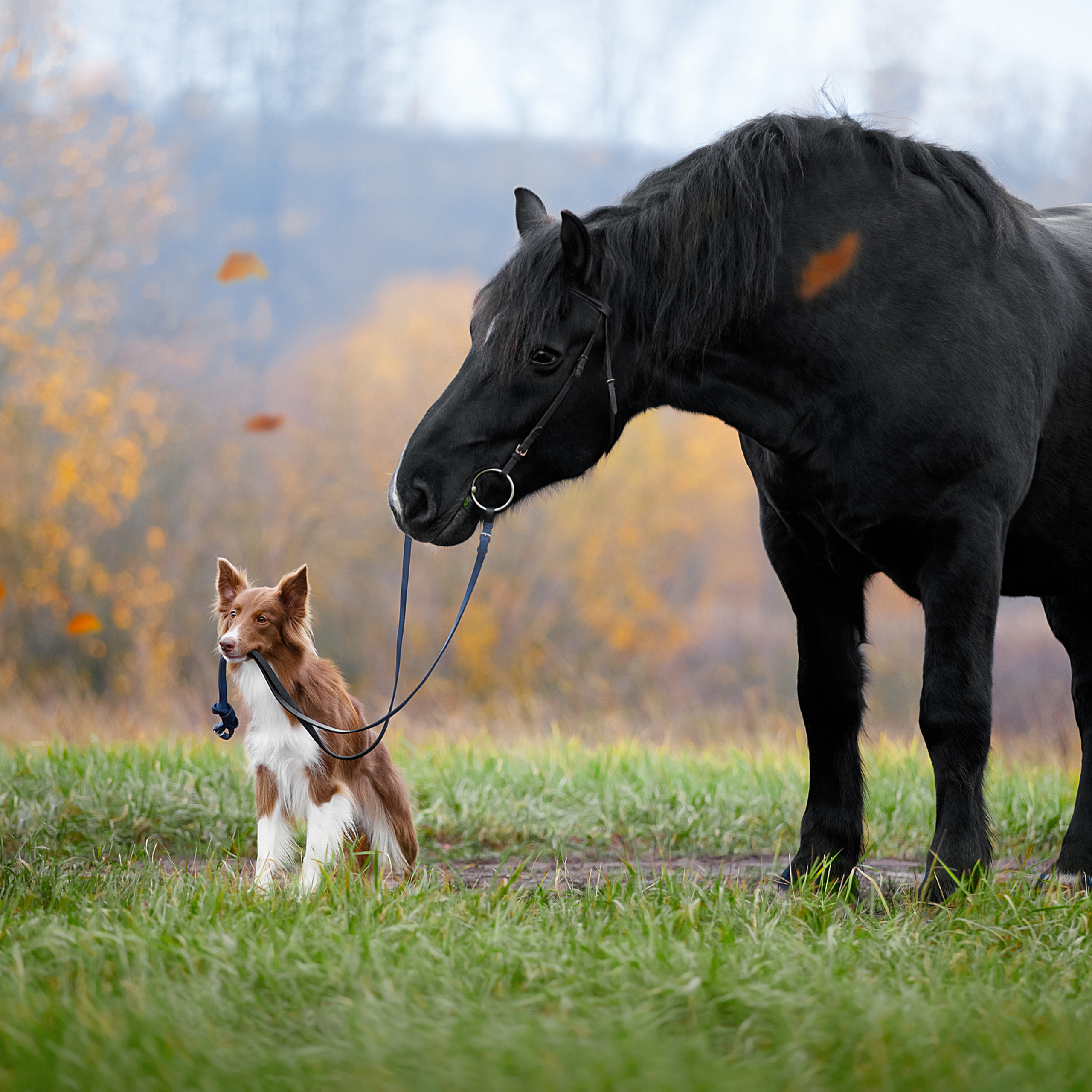 Мастер Класс «Собаки и Лошади». Фотограф анималист в Санкт-Петербурге Светлана Писарева