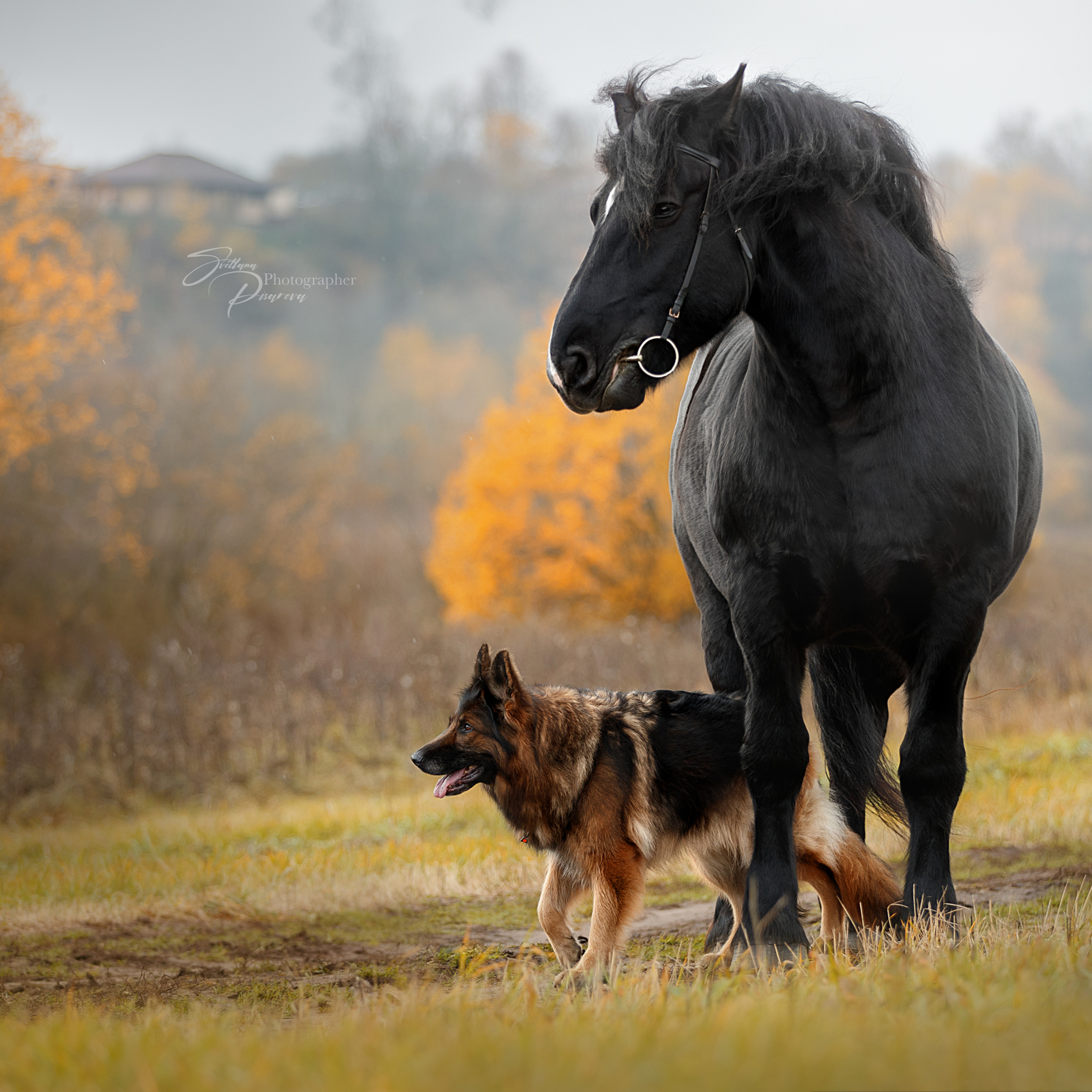 Мастер Класс «Собаки и Лошади». Фотограф анималист в Санкт-Петербурге Светлана Писарева