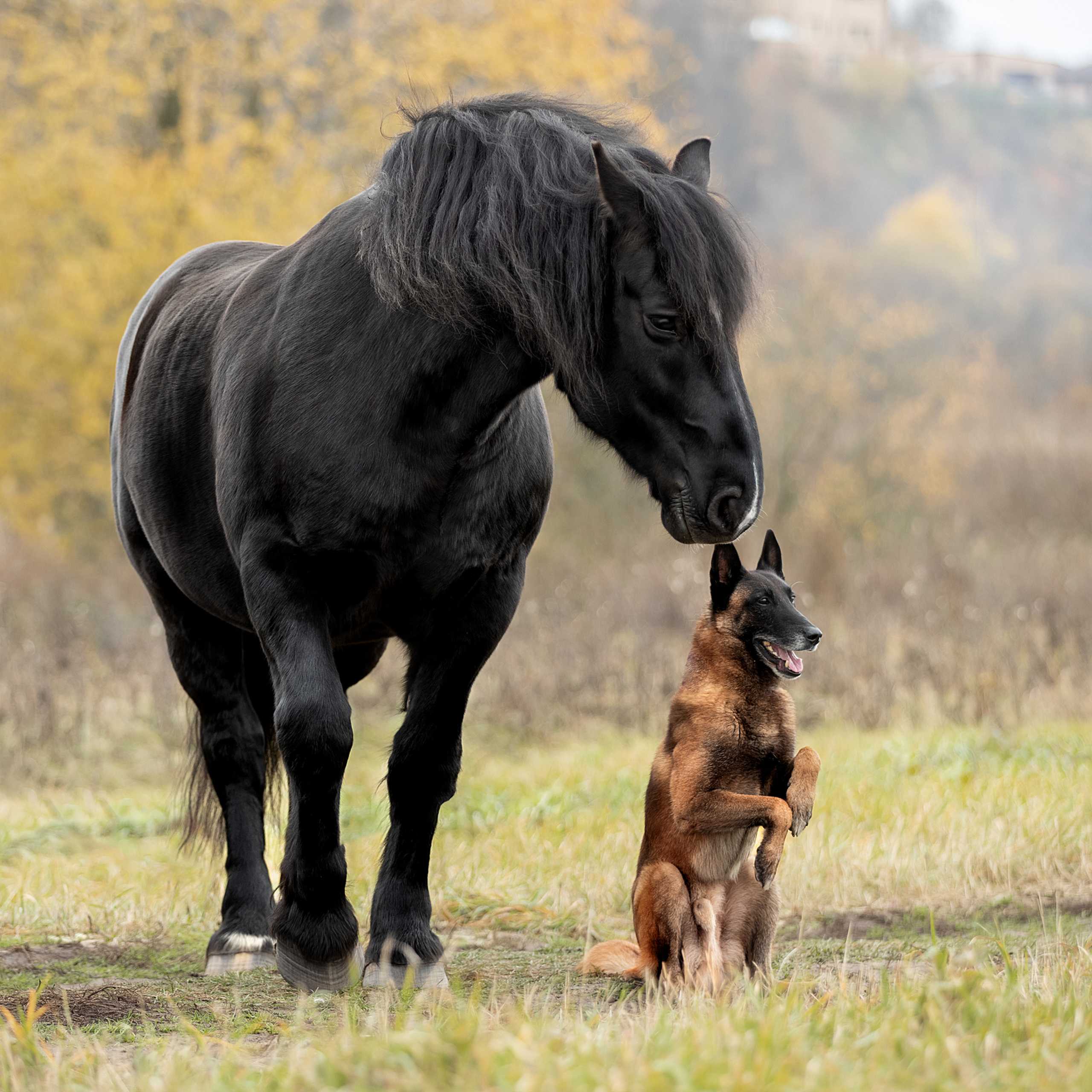 Мастер Класс «Собаки и Лошади». Фотограф анималист в Санкт-Петербурге Светлана Писарева