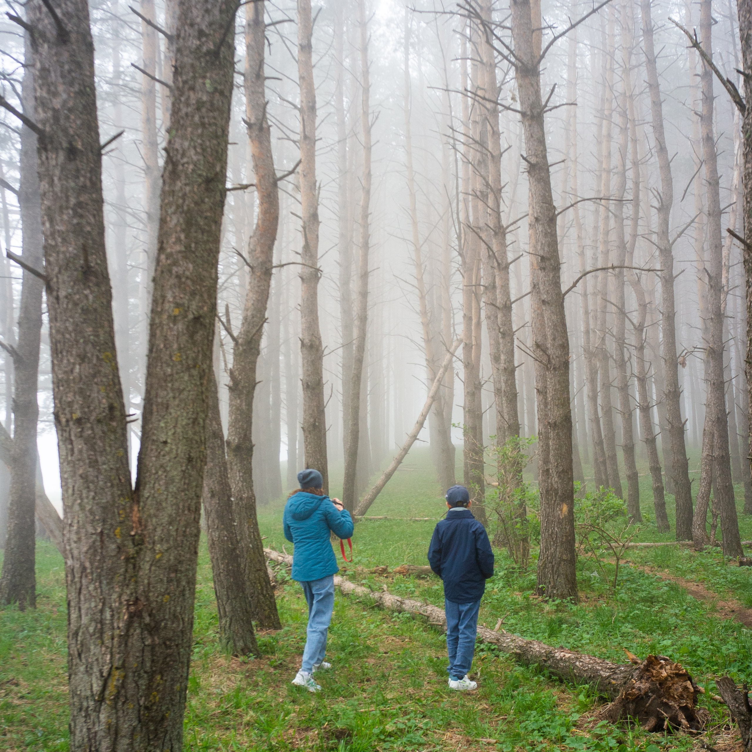 Дорога к Джилы-Су и лошадки в тумане. Фотограф-документалист Мария Осокина