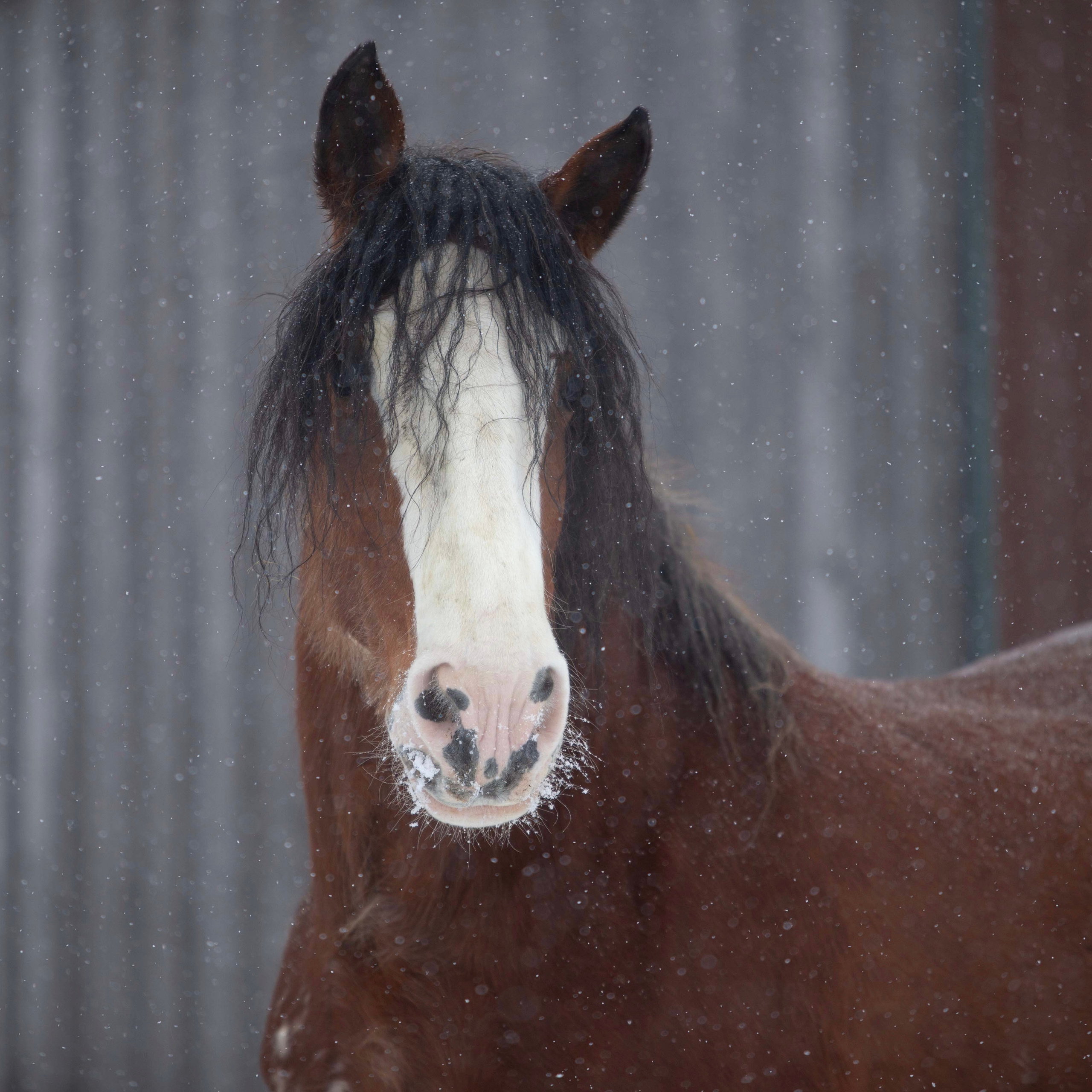 Coachmills Lady Laurel